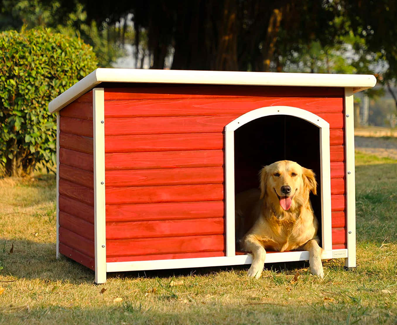 狗 桌布 壁紙 — 一隻黃金獵犬在一個白色邊框的鮮紅色木製狗屋裡，在草地上開心地休息。