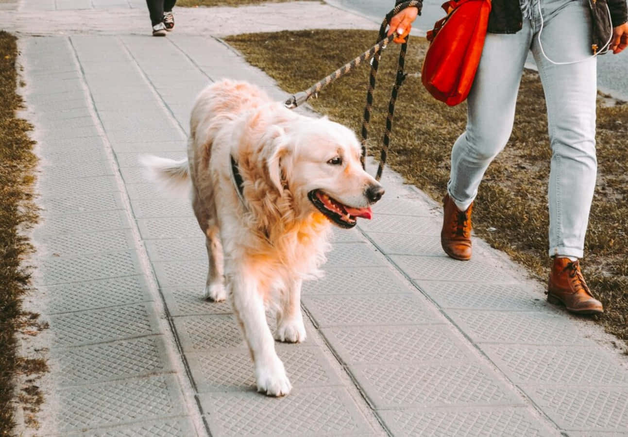 人在人行道上用繩子遛黃金獵犬 — 寵物動圖 壁紙