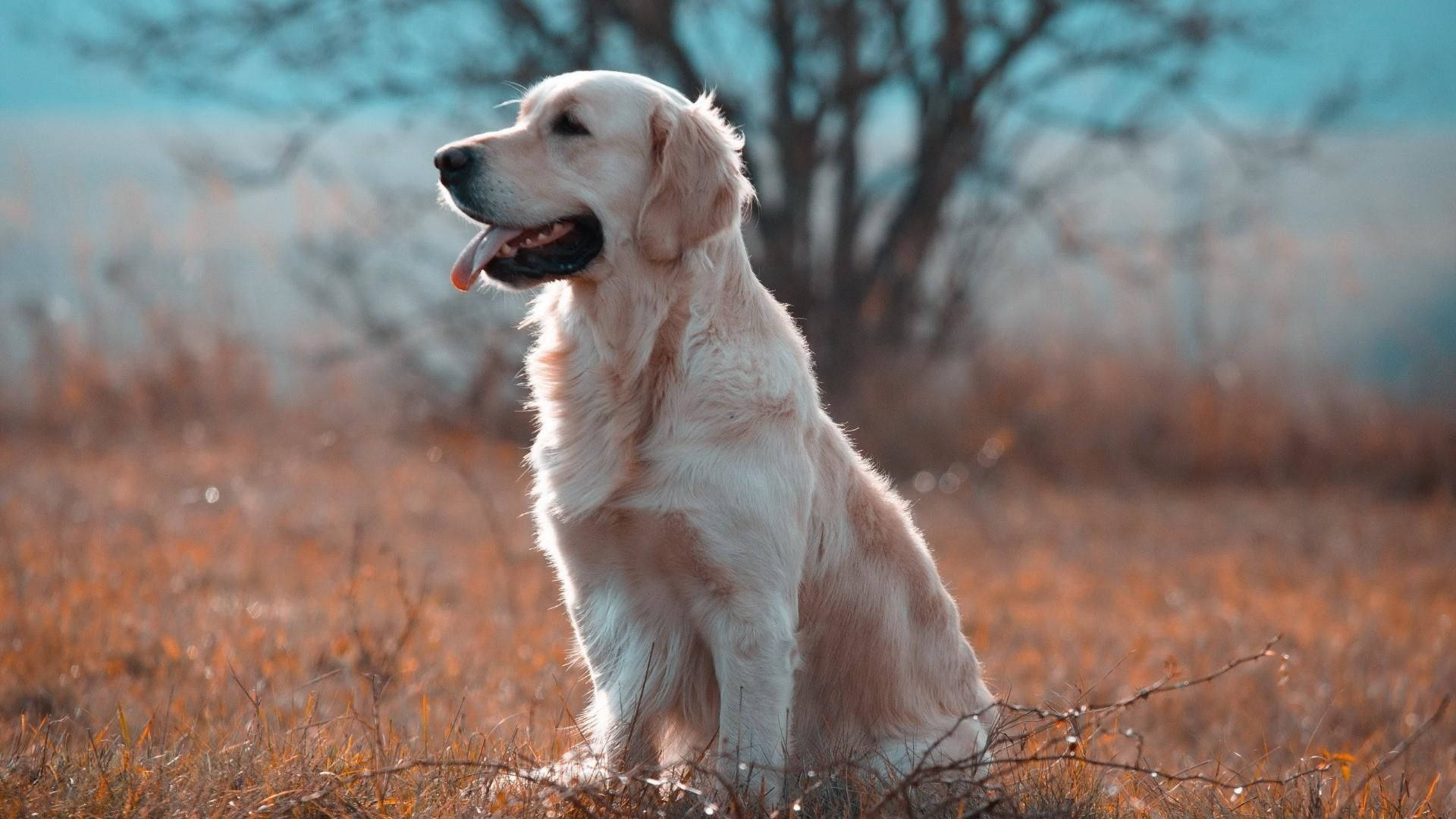 Labrador 桌布 壁紙 — 一隻黃金獵犬在乾燥的草地上平靜地坐著，背景是光禿禿的樹木，上方是清涼的藍天。
