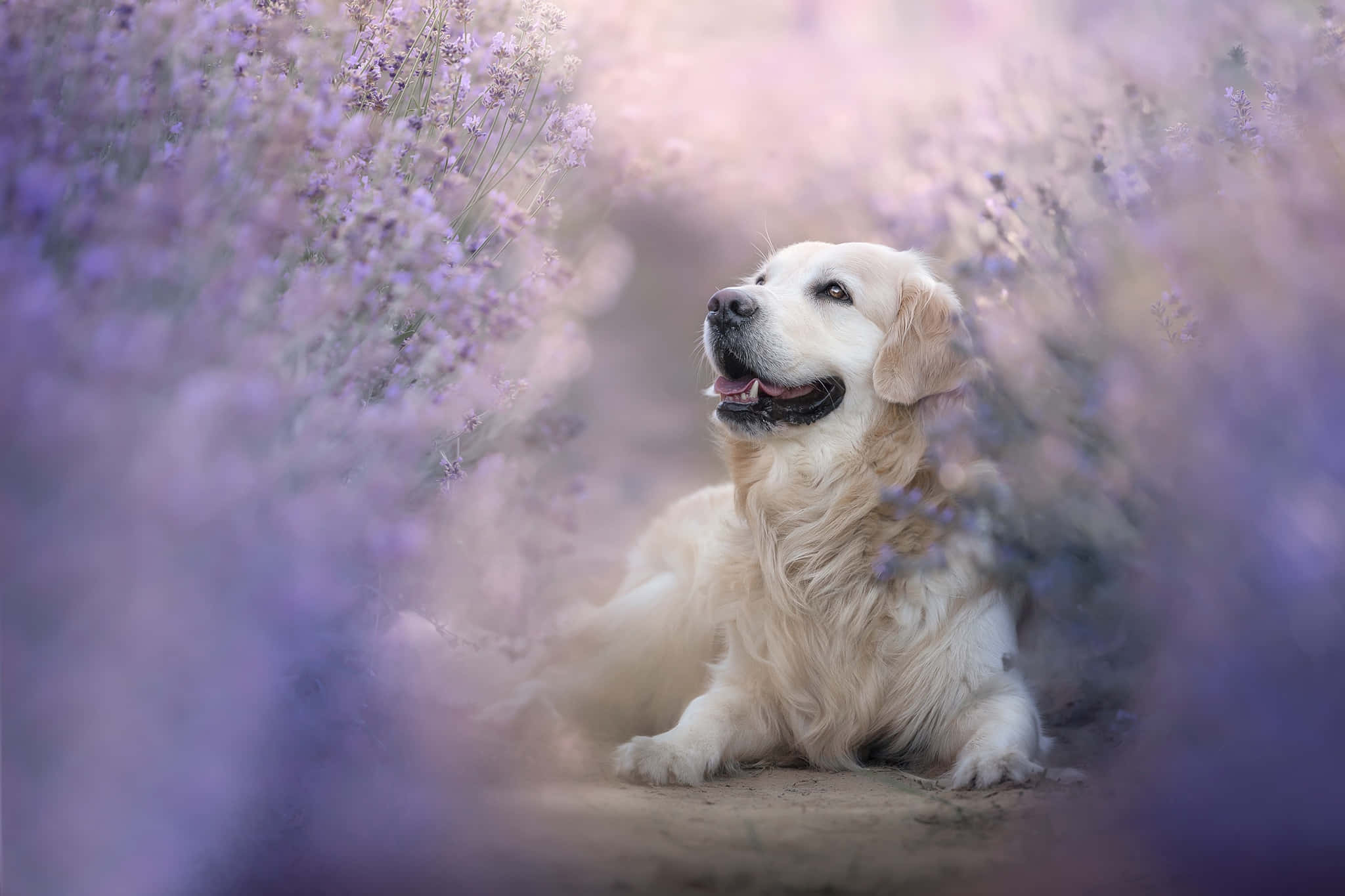 黃金獵犬 桌布 壁紙 — 一隻黃金獵犬在夢幻朦朧的天空下，於柔軟的紫色薰衣草田中平靜地休息。