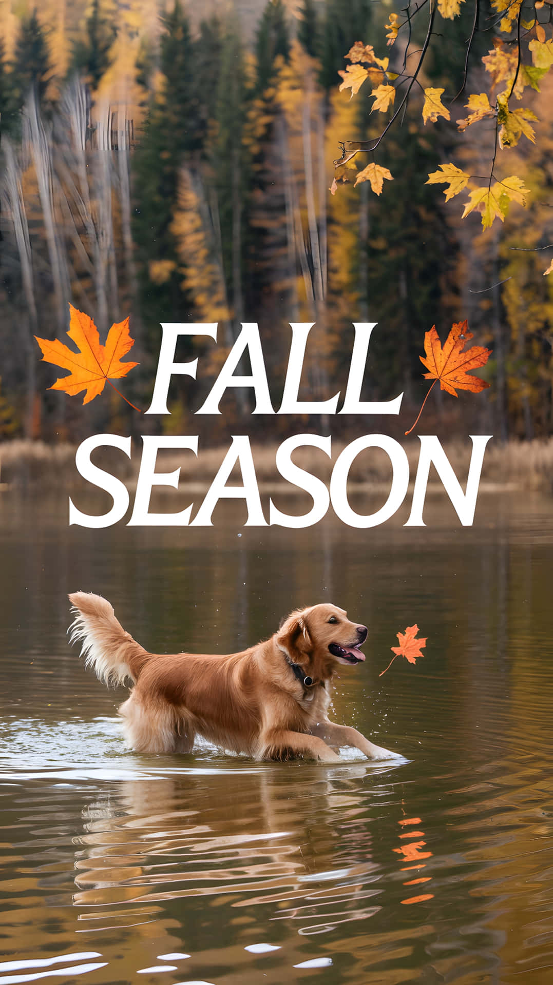 FALL SEASON 壁紙 — 一隻黃金獵犬在平靜的湖中快樂地涉水，周圍是秋天的樹木和落葉。