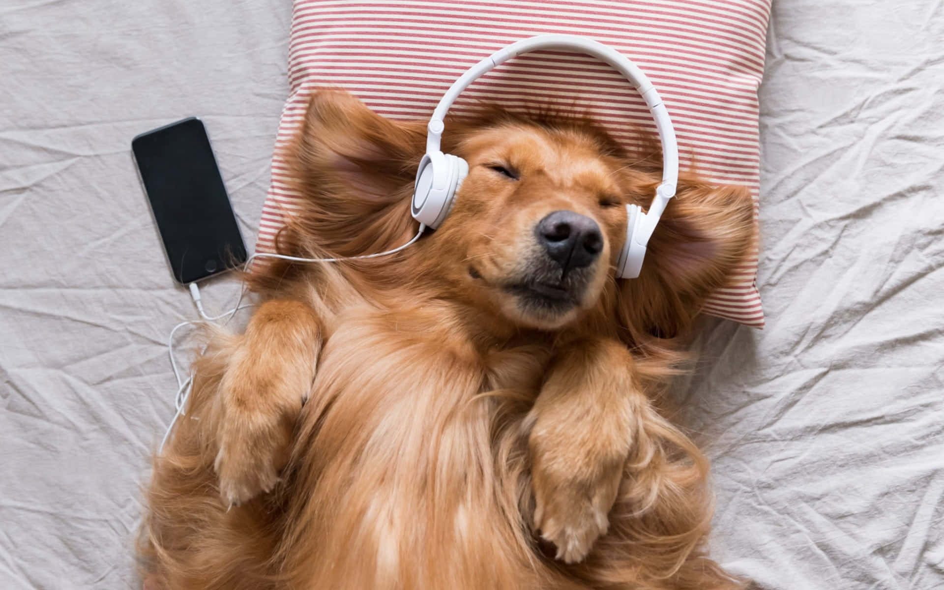 Dog Aesthetic 桌布 壁紙 — 一隻黃金獵犬在床上安睡，戴著白色耳機連接到智慧型手機。