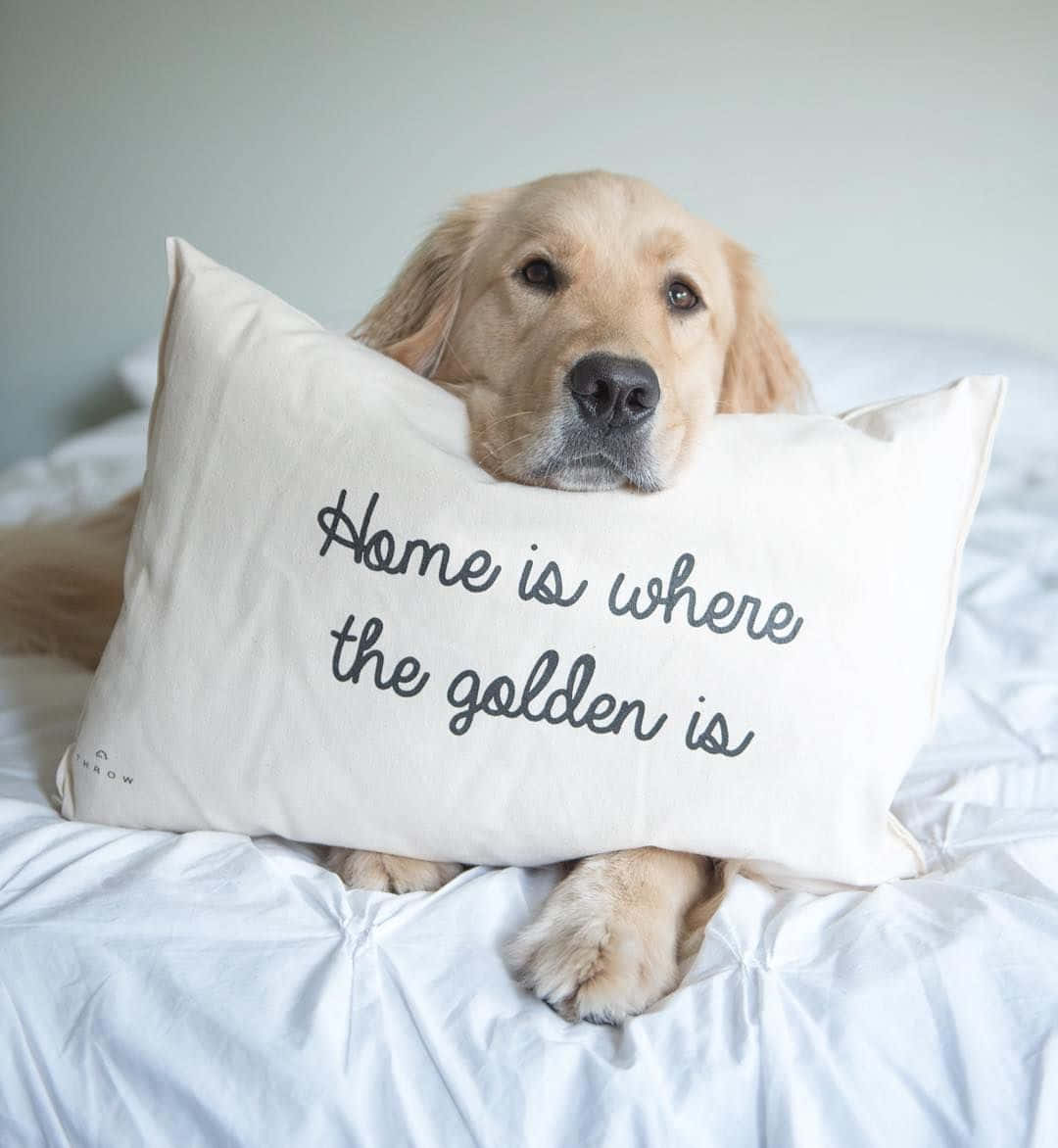 黃金獵犬 桌布 壁紙 — 一隻黃金獵犬在床上越過一個寫著 home is where the golden is 的枕頭窺視。