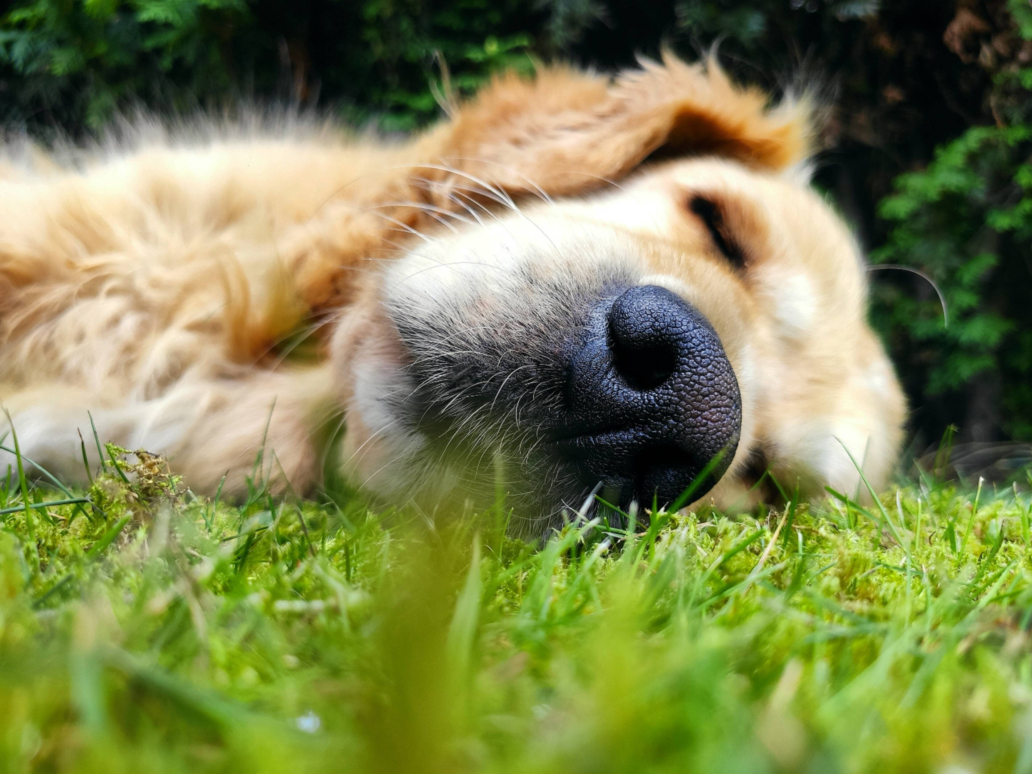 黃金獵犬 桌布 壁紙 — 一隻黃金獵犬在斑駁的陽光下，將鼻子埋在鮮綠的草叢中安詳地睡著。