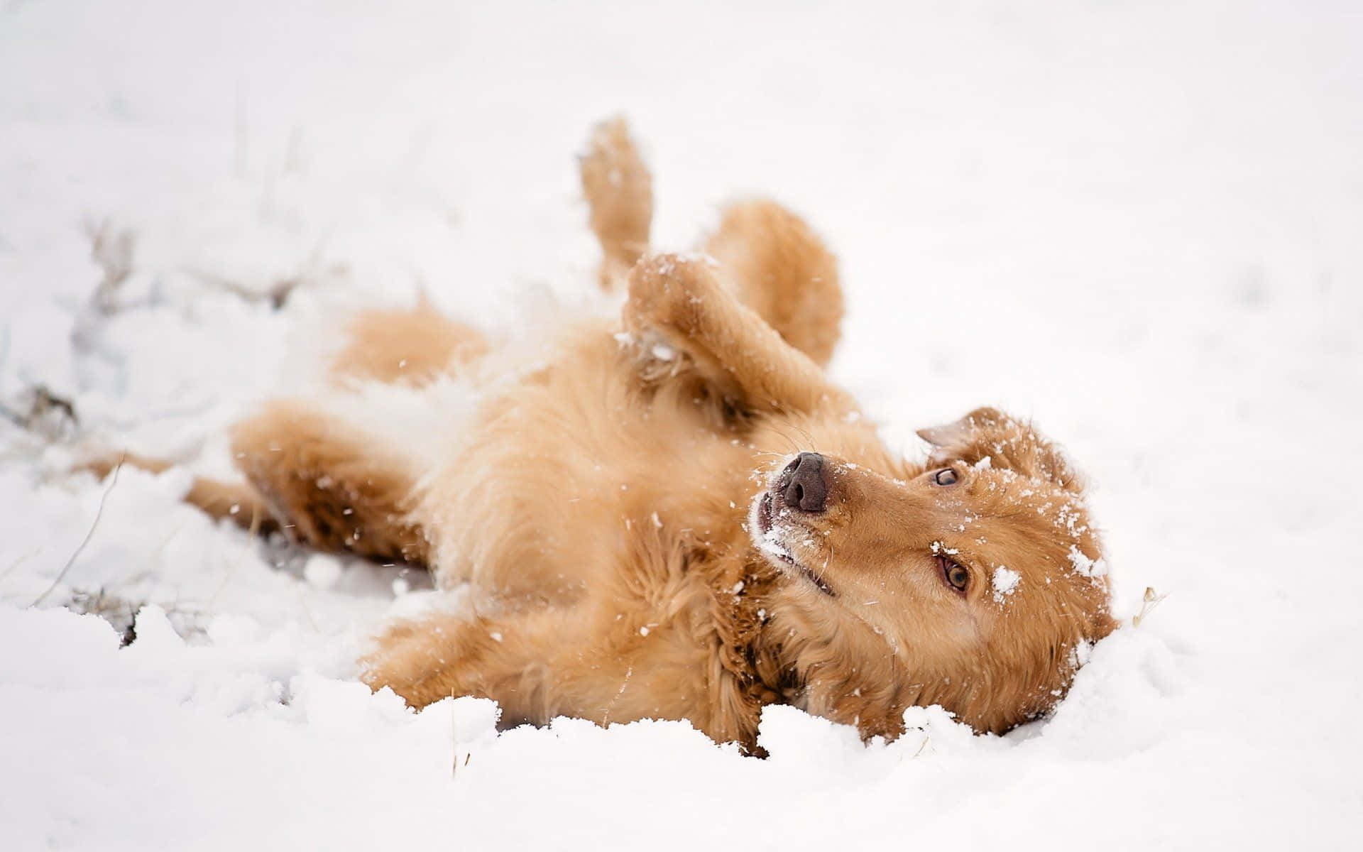 桌布 壁紙 — 一隻黃金獵犬在新雪中快樂地打滾，雪花沾在牠的毛髮和爪子上。
