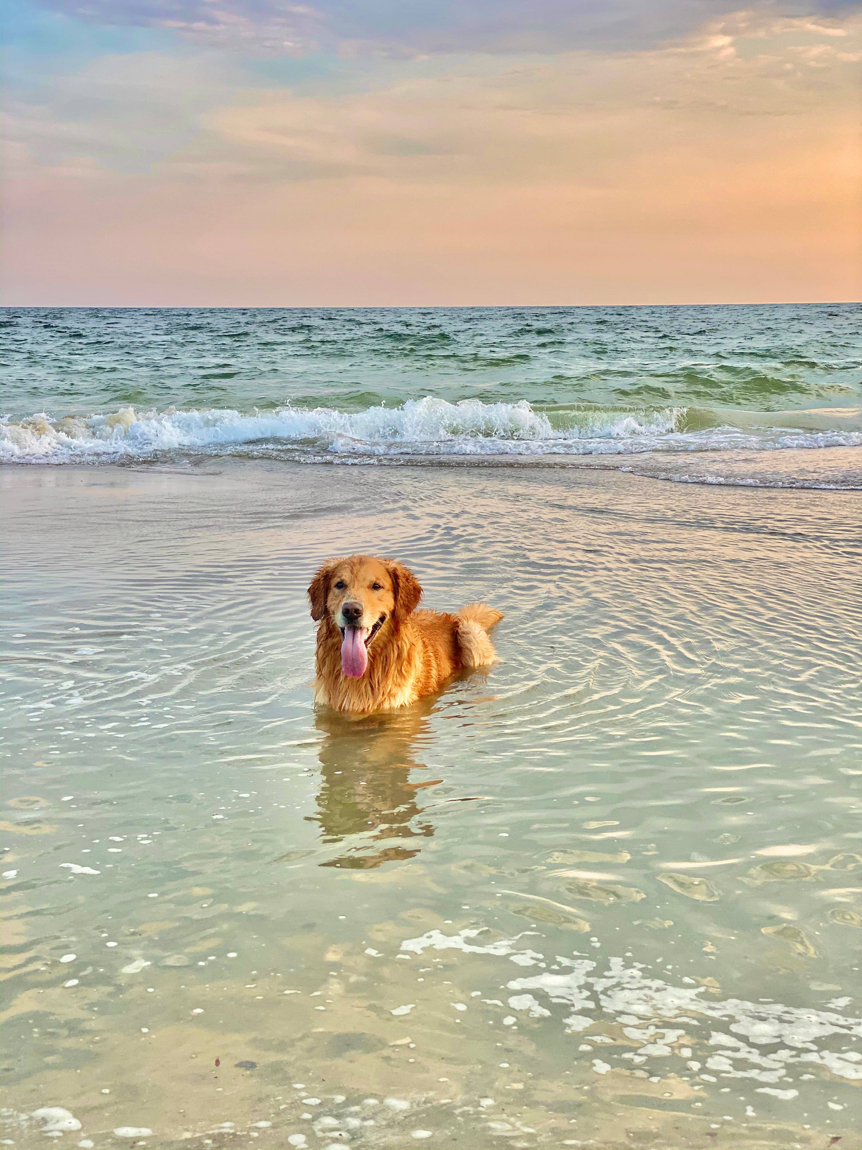 黃金獵犬 桌布 壁紙 — 一隻黃金獵犬在日落時分快樂地在淺海水中涉水，背景有輕柔的海浪和粉彩色的天空。