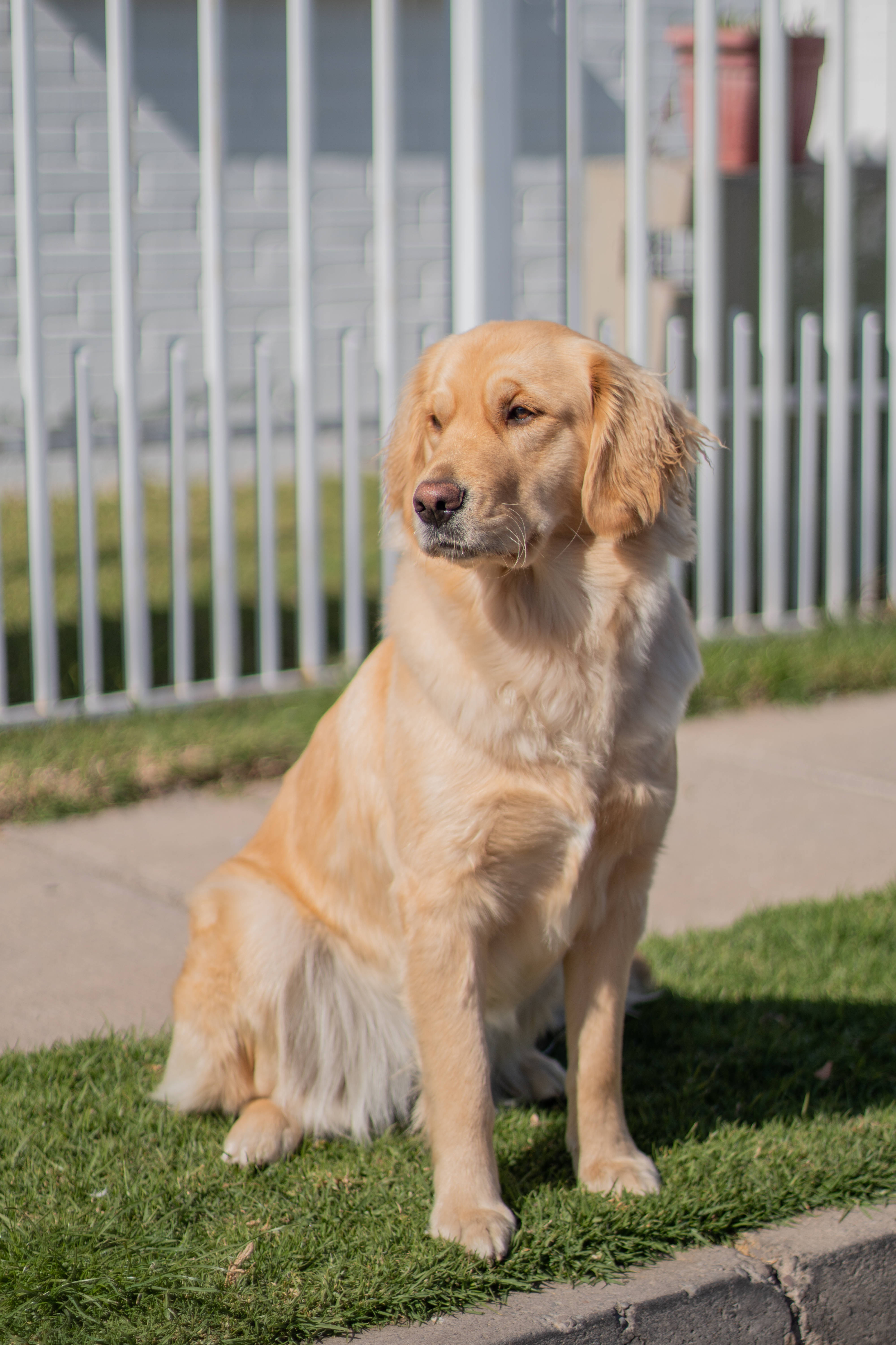 黃金獵犬 桌布 壁紙 — 一隻黃金獵犬在明亮的日光下，平靜地坐在白色圍籬旁邊的綠色草地上。