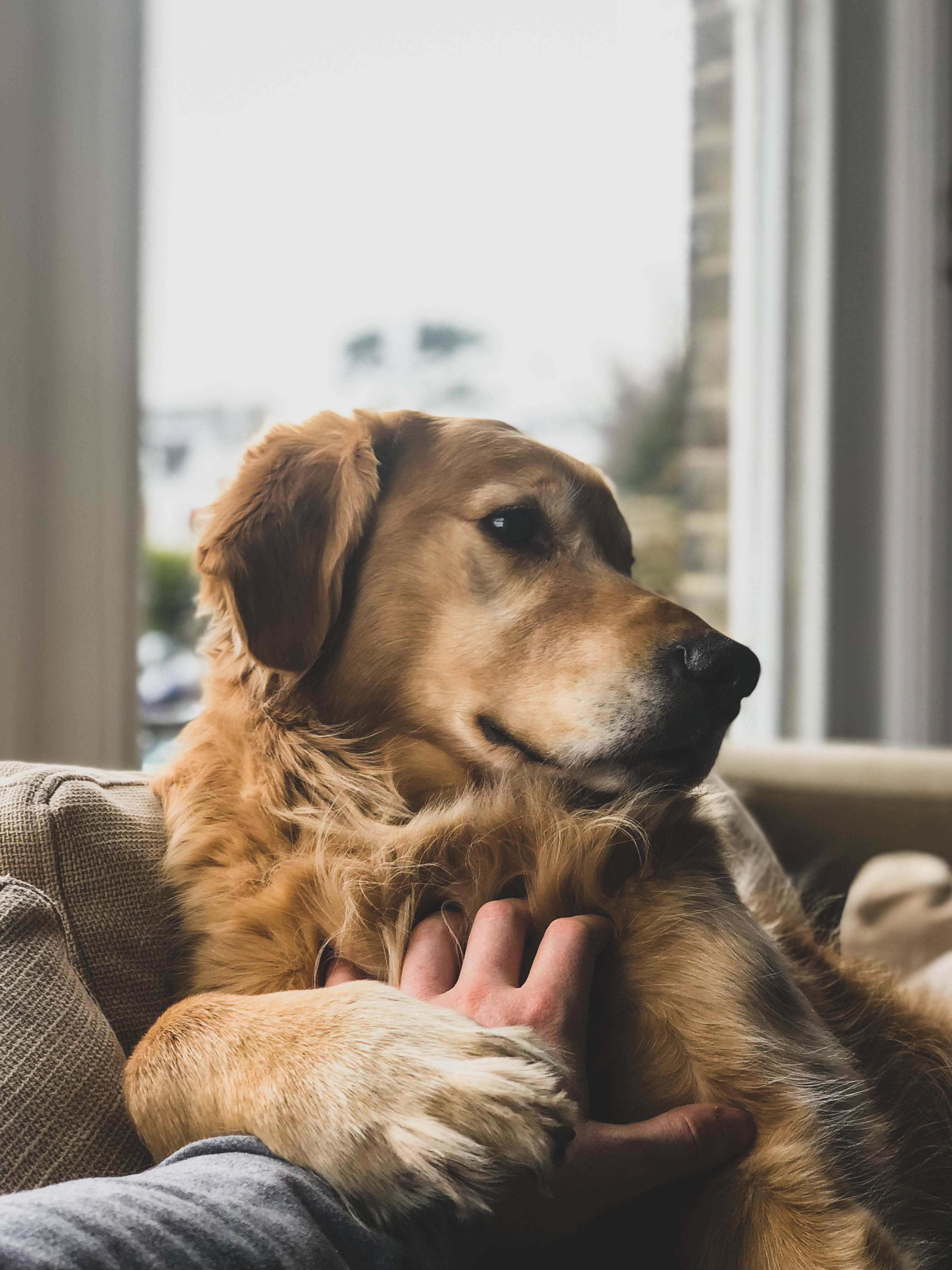 黃金獵犬 桌布 壁紙 — 一隻黃金獵犬在明亮的窗戶附近的沙發上平靜地休息，一隻人類的手輕輕撫摸牠的胸口。