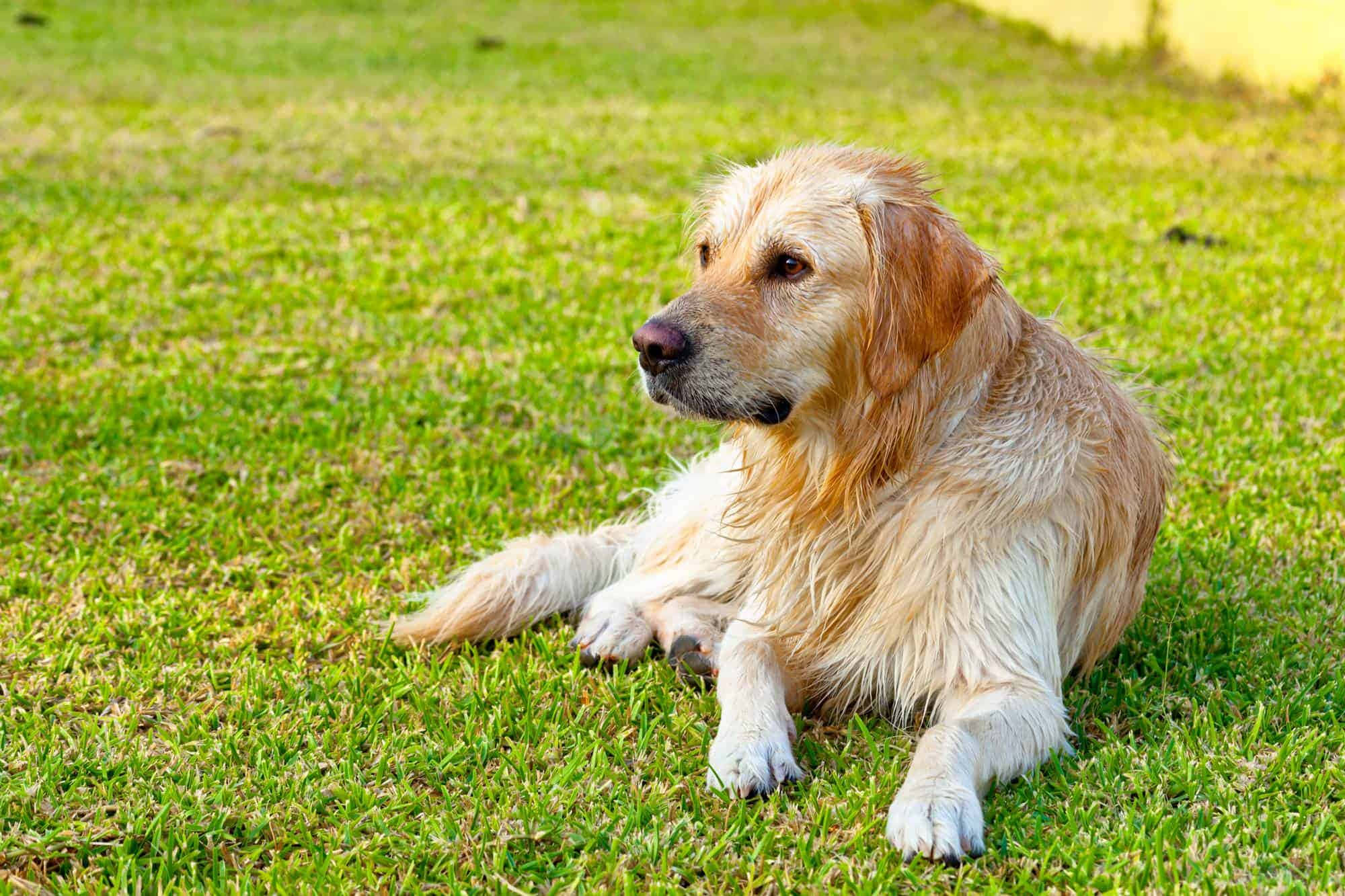 黃金獵犬 桌布 壁紙 — 一隻黃金獵犬在明亮的陽光下，在充滿活力的綠色草地上安靜地休息。