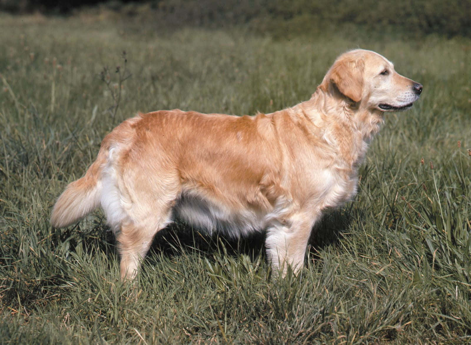 黃金獵犬 桌布 壁紙 — 一隻黃金獵犬在明亮的陽光下，在模糊的自然背景中，警覺地站在高高的綠草中。