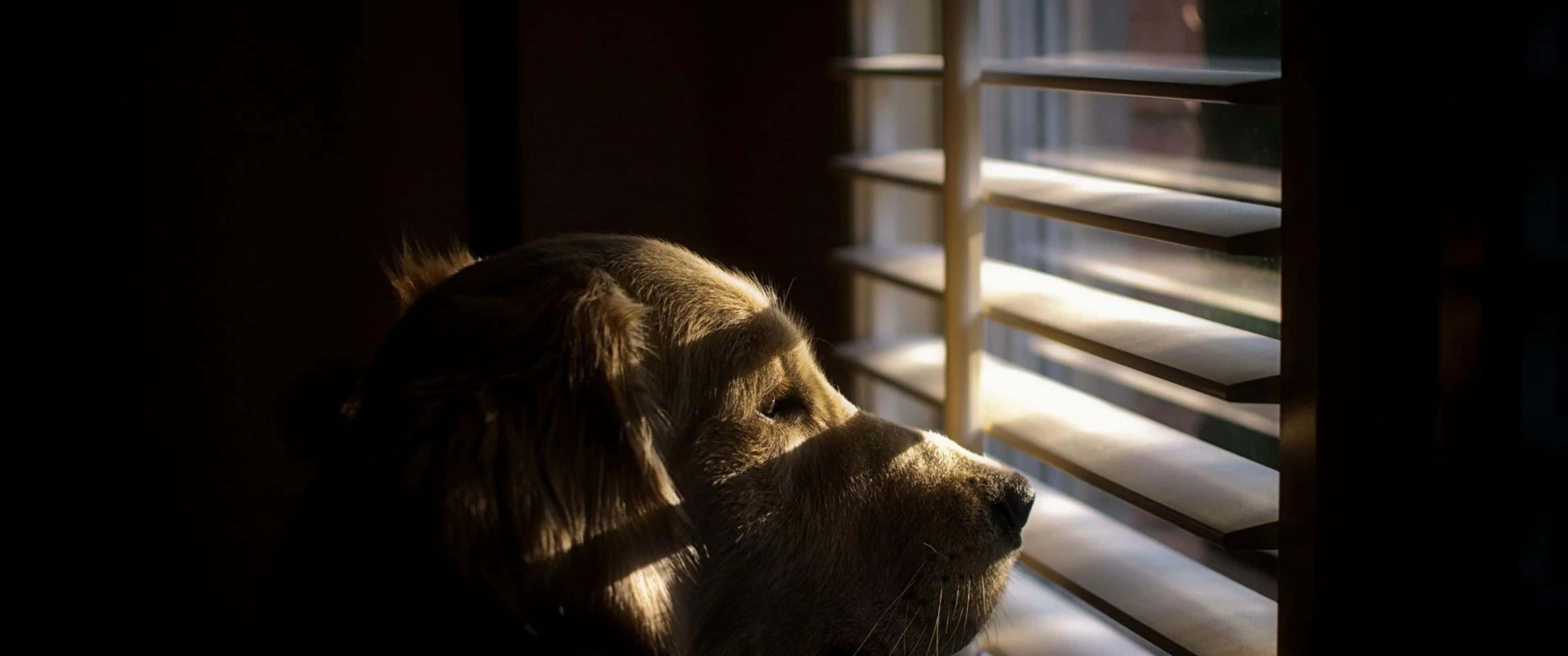 window 桌布 壁紙 — 一隻黃金獵犬在昏暗的房間裡，透過陽光照射的水平百葉窗若有所思地凝視著。