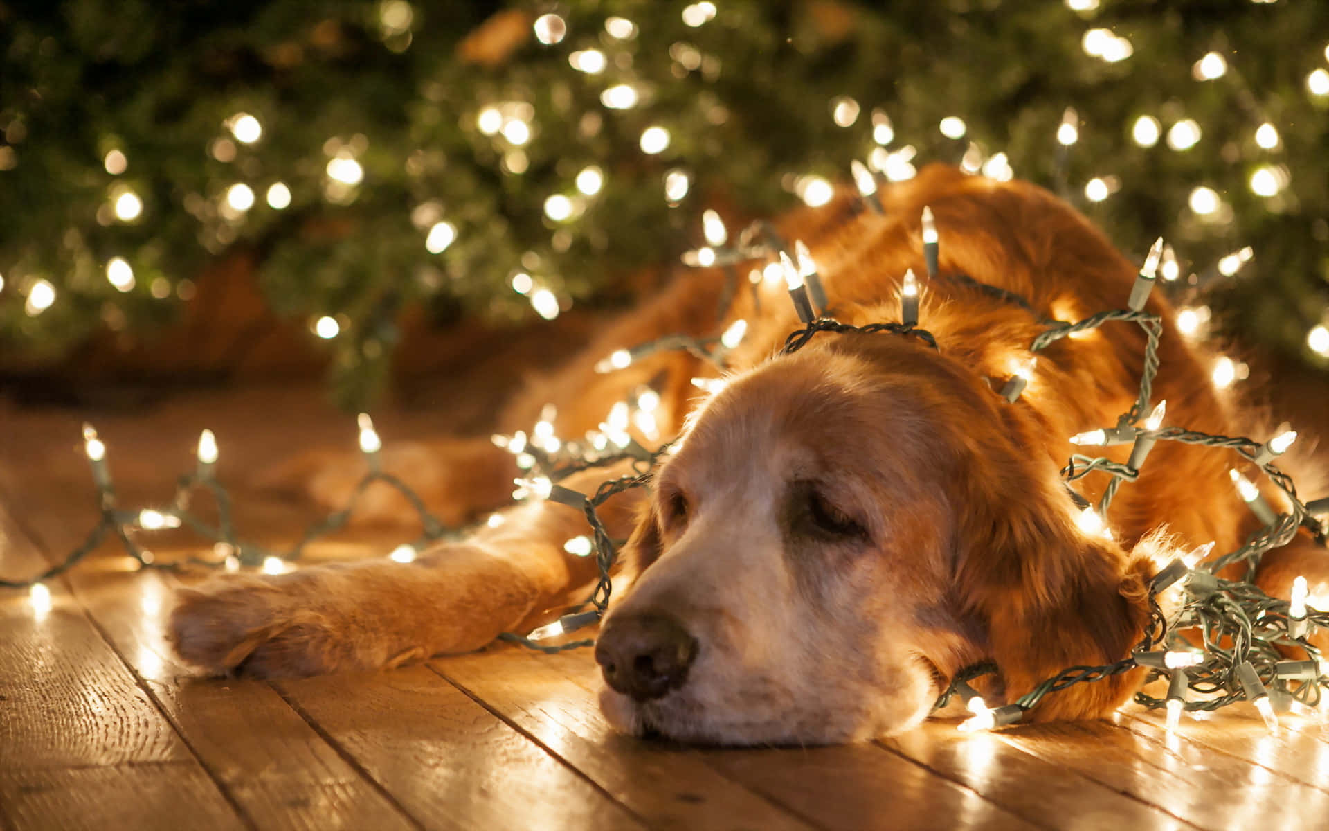 Christmas Dog 桌布 壁紙 — 一隻黃金獵犬在木地板上，於纏繞著閃爍燈飾的聖誕樹下平靜地休息。