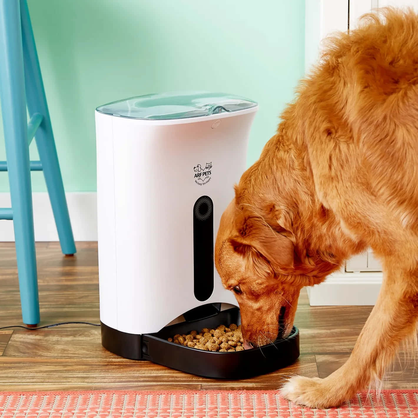 狗 桌布 壁紙 — 一隻黃金獵犬在木地板上靠近一張青綠色椅子的白色自動寵物餵食器吃乾糧。