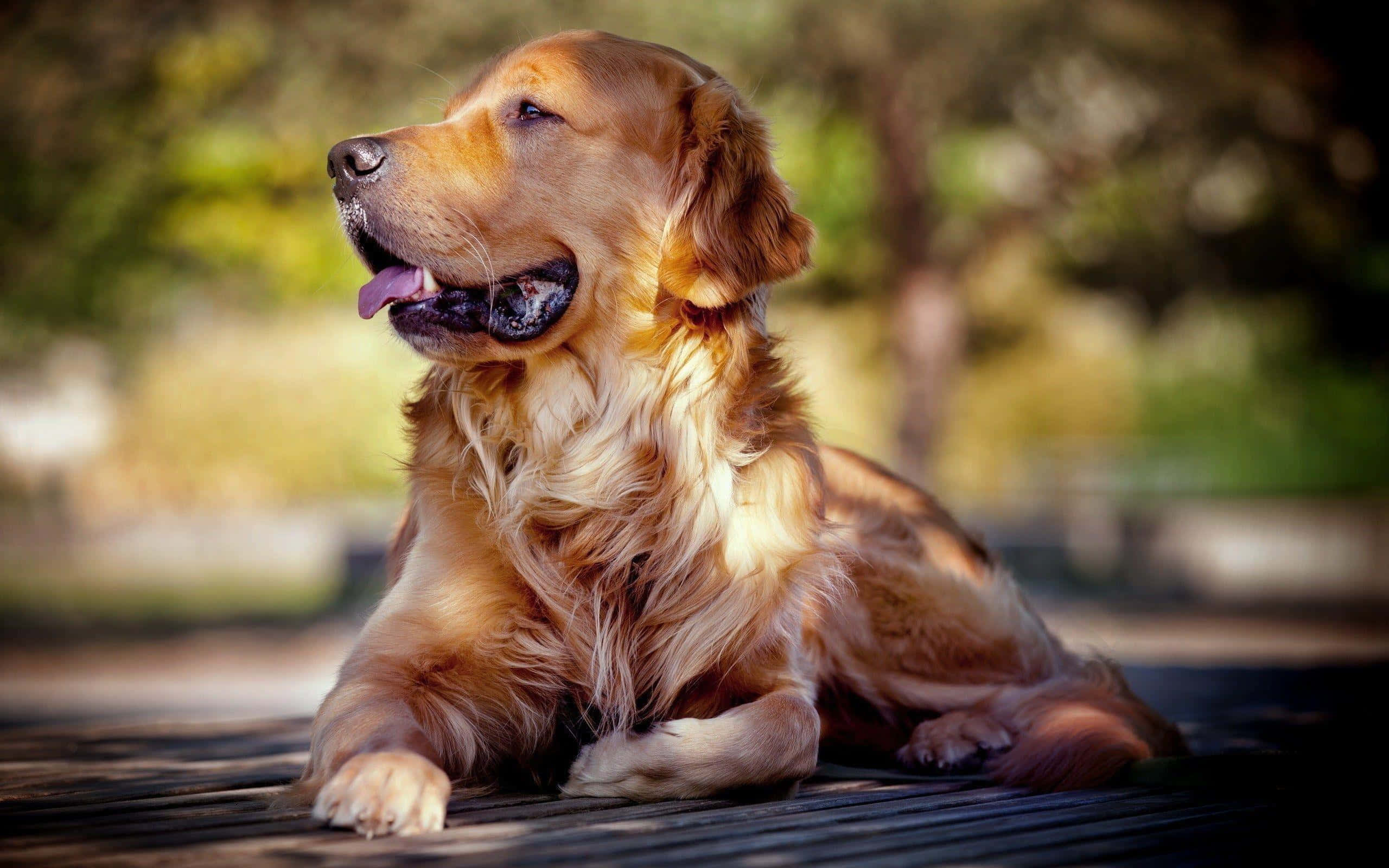 黃金獵犬 桌布 壁紙 — 一隻黃金獵犬在木甲板上平靜地休息，柔和的陽光透過背後模糊的綠色樹葉照射進來。
