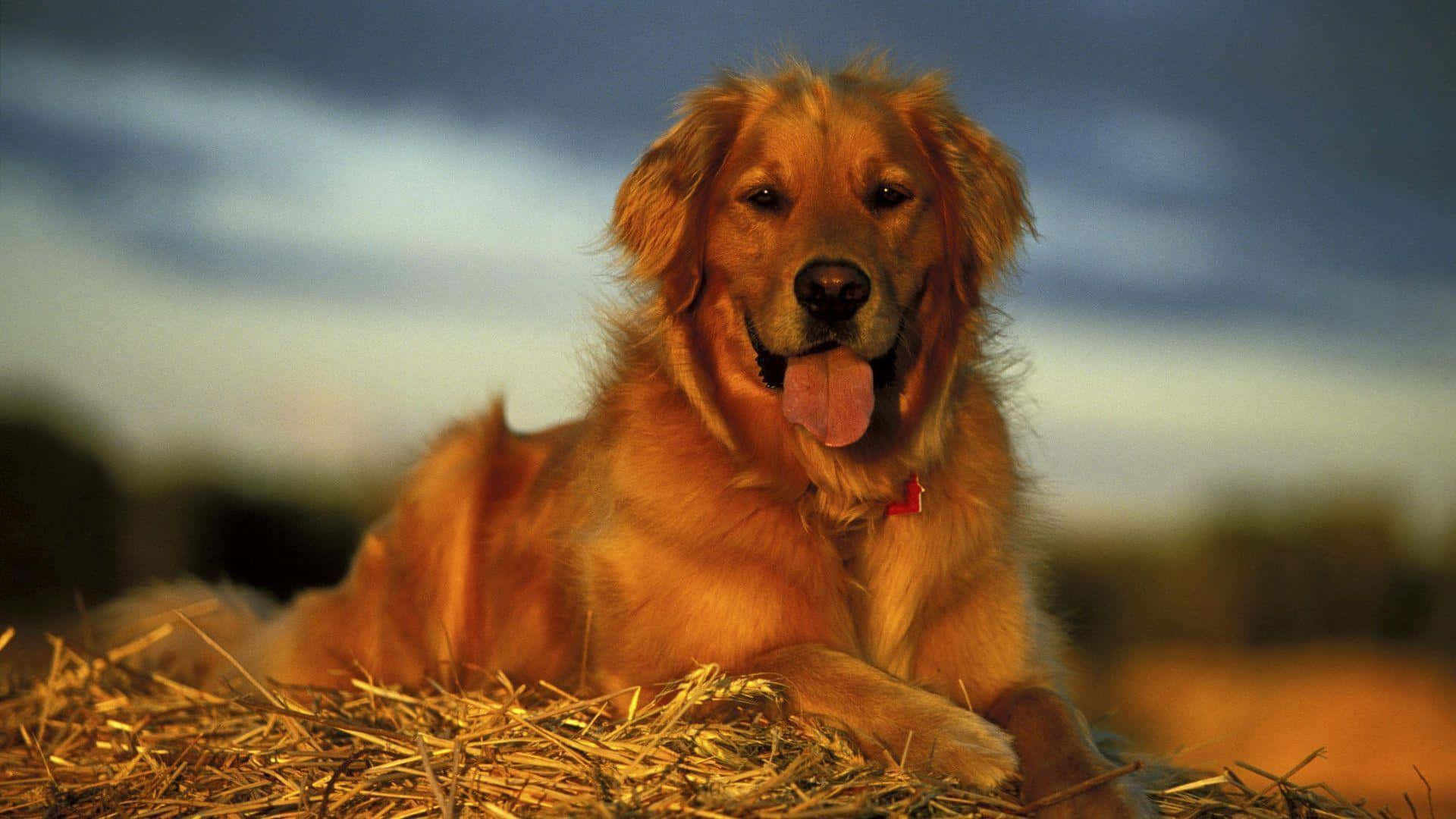 黃金獵犬 桌布 壁紙 — 一隻黃金獵犬在柔和的暮色天空下，開心地躺在乾草堆上，伸出舌頭。