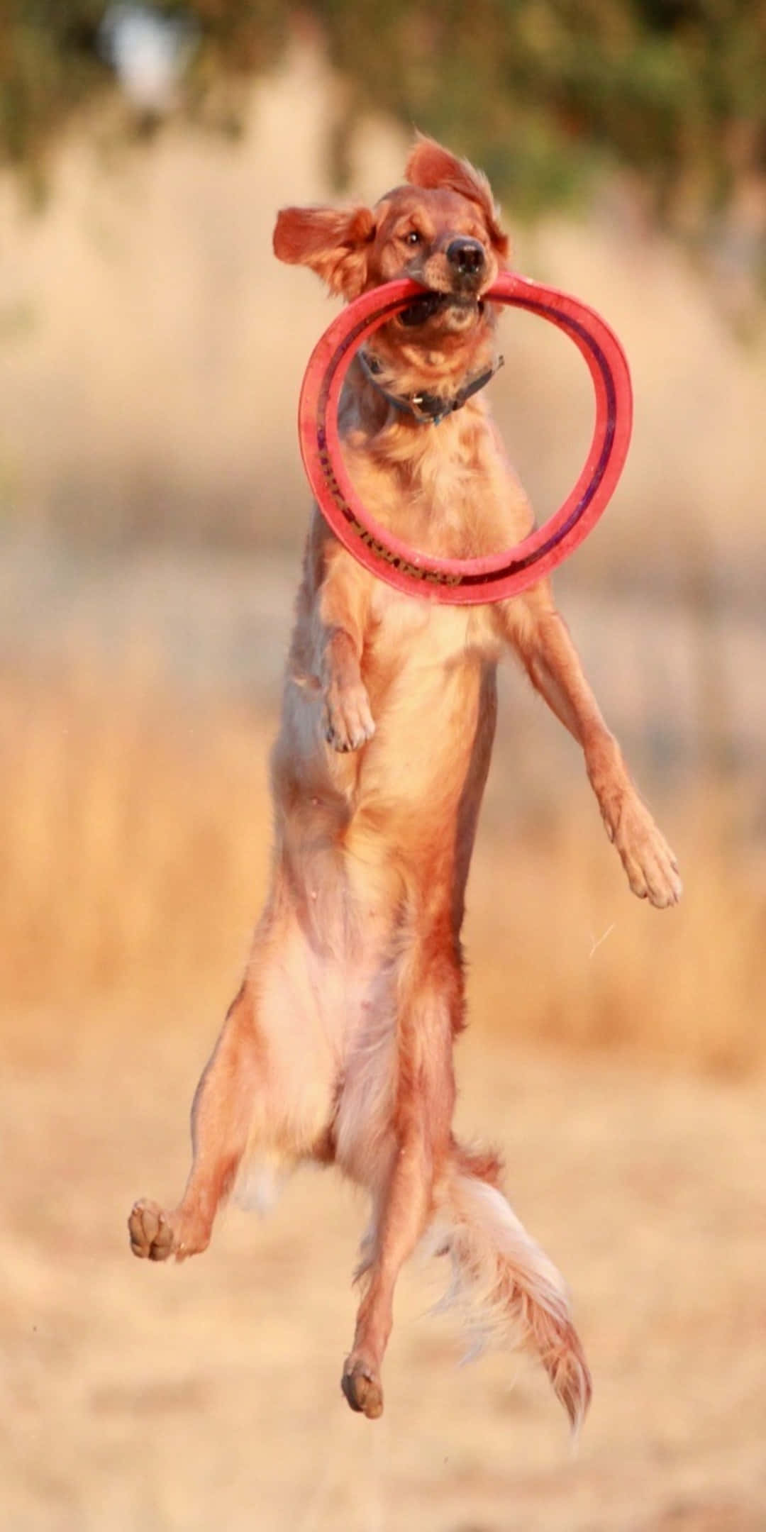 Pixel 3 Frisbee 桌布 壁紙 — 一隻黃金獵犬在模糊的金色田野背景下，嘴裡叼著紅色飛盤跳躍在半空中。