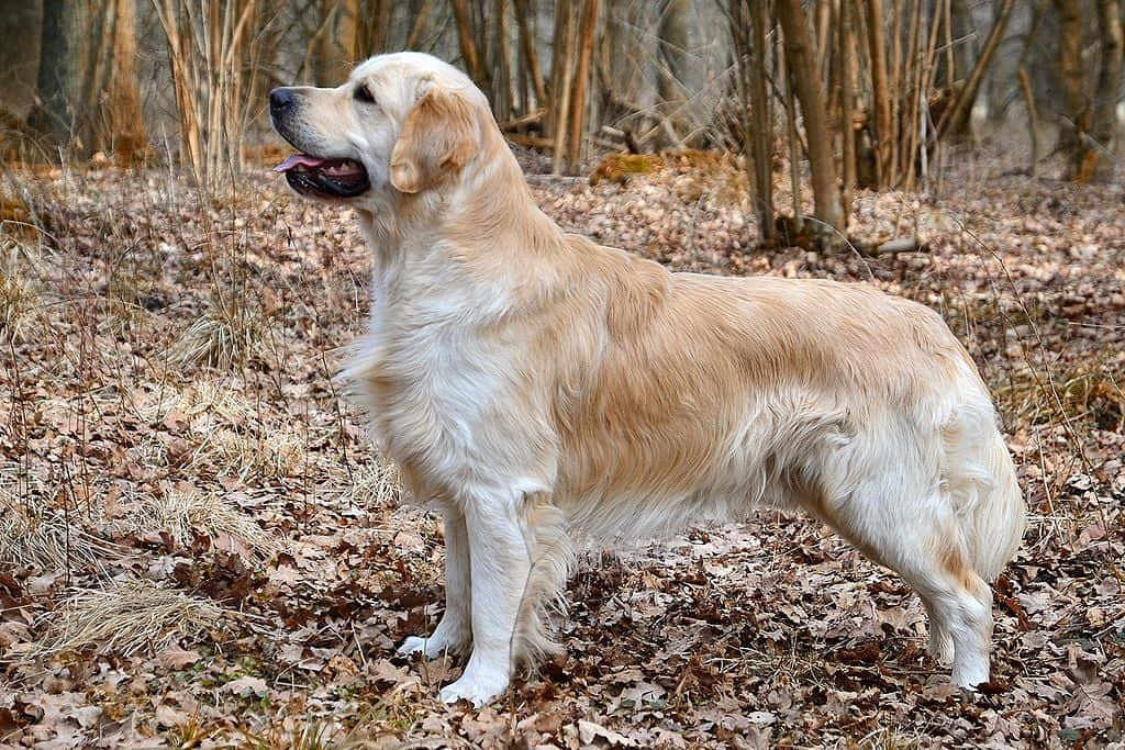 Big Dog 桌布 壁紙 — 一隻黃金獵犬在樹木光禿、落滿棕色樹葉的森林中警覺地站立。