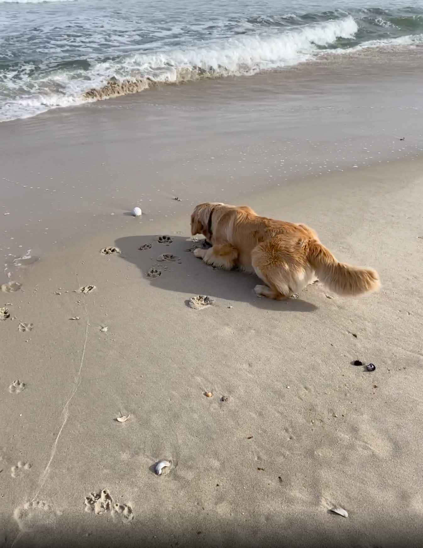 Funny Pet 桌布 壁紙 — 一隻黃金獵犬在海邊嗅著濕沙，身後有輕柔的海浪湧來。