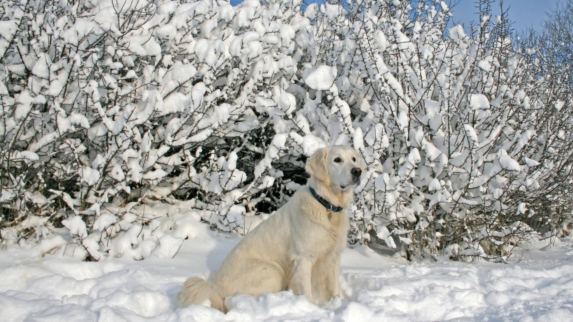 Labrador 桌布 壁紙 — 一隻黃金獵犬在清澈的藍天下，平靜地坐在深雪中，旁邊是積雪的灌木叢。