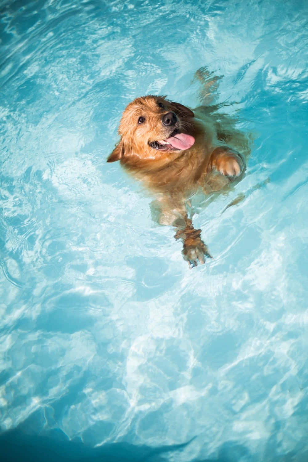 Aesthetic Dog 桌布 壁紙 — 一隻黃金獵犬在清澈的藍色水中快樂地游泳，伸出舌頭向上看。