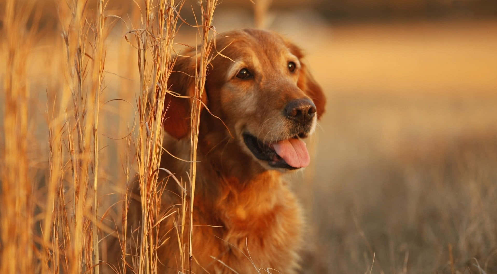 黃金獵犬 桌布 壁紙 — 一隻黃金獵犬在溫暖的陽光下，從高高的金色草叢中探出頭來，開心地喘著氣。