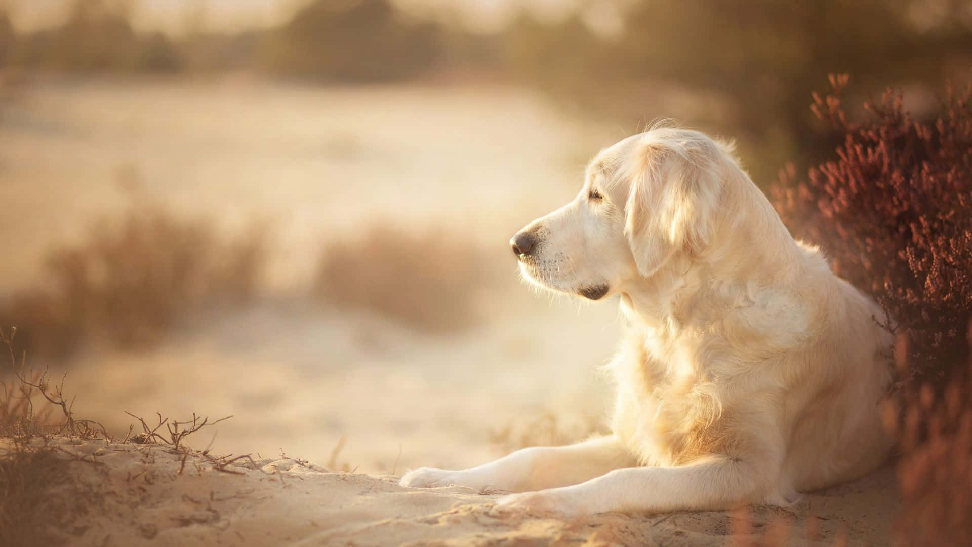 黃金獵犬 桌布 壁紙 — 一隻黃金獵犬在溫暖金色陽光照耀的沙丘上平靜地休息。