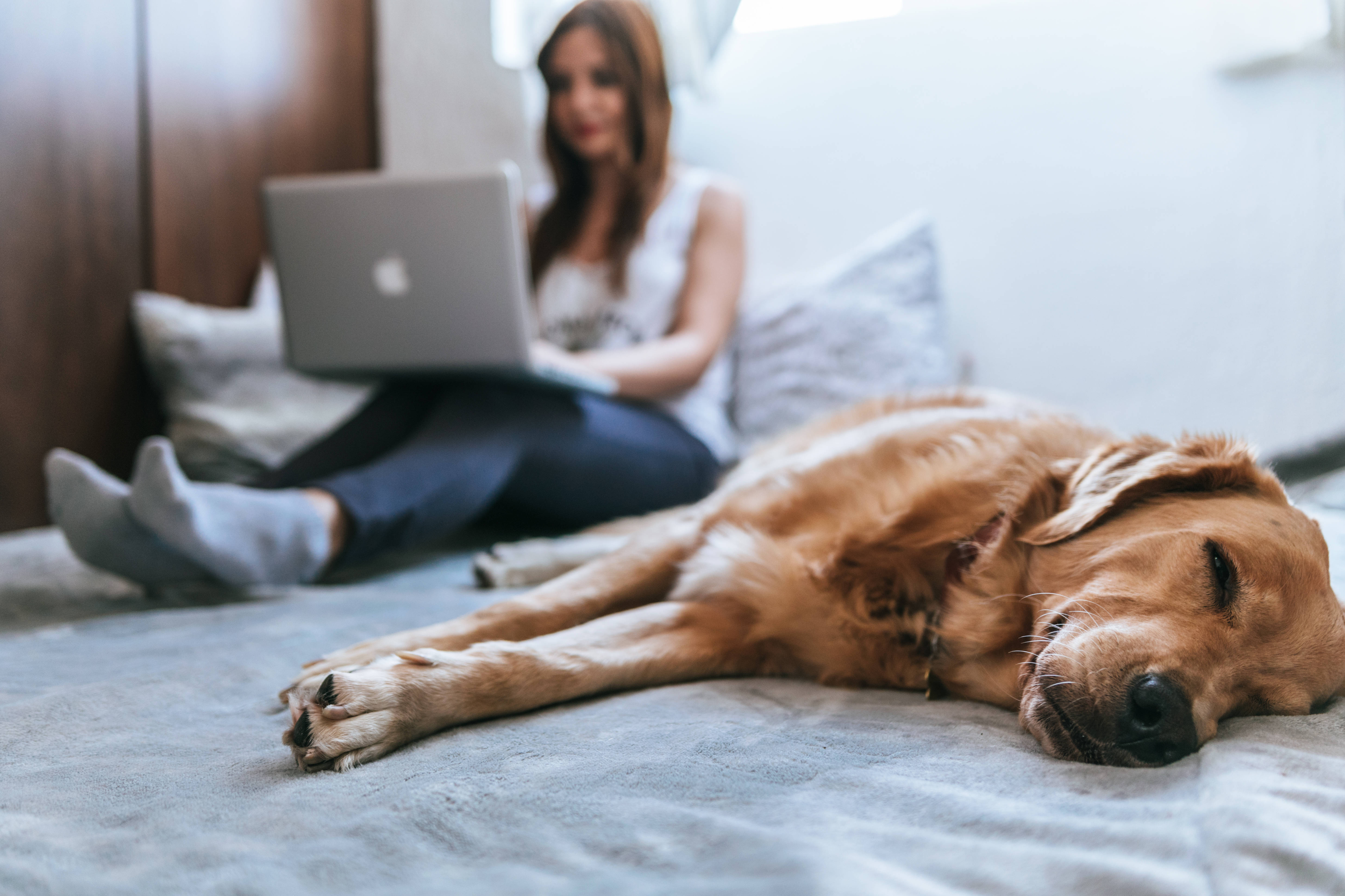 Sleeping 桌布 壁紙 — 一隻黃金獵犬在灰色床上安睡，背景中一名女子正在使用筆記型電腦工作。