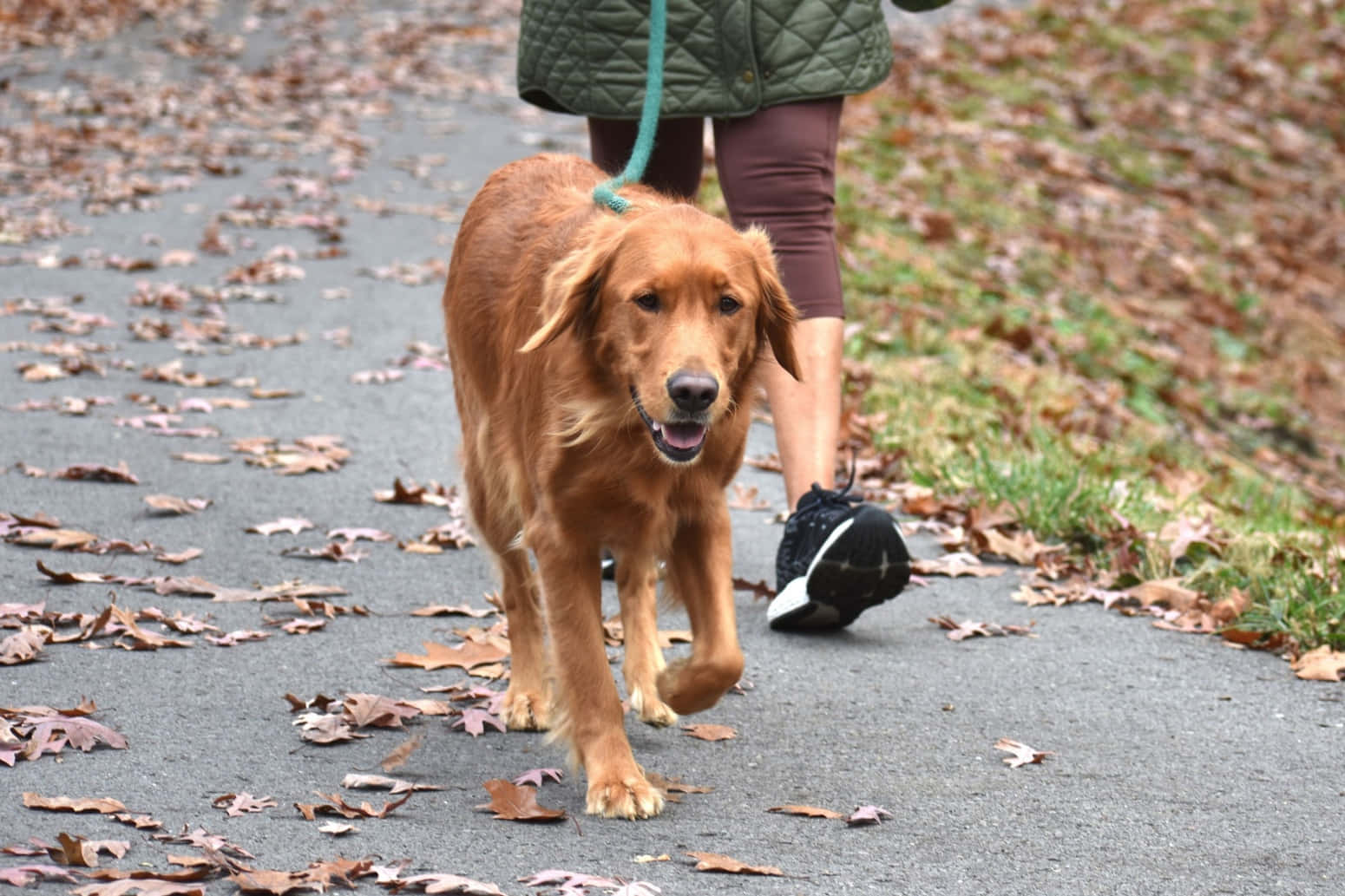 狗 桌布 壁紙 — 一隻黃金獵犬在秋天愉快地走在落葉覆蓋的小徑上，旁邊是牠的主人。