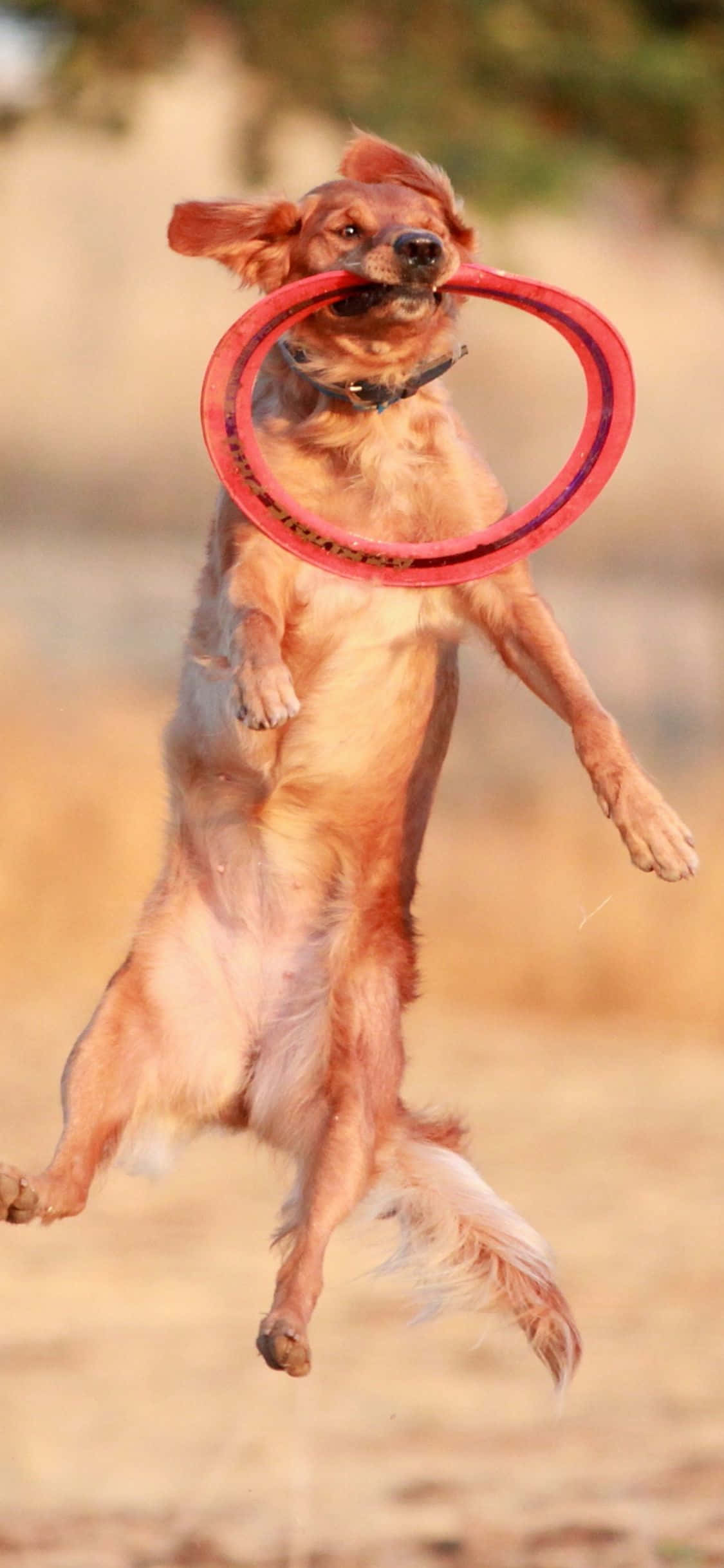 iPhone Xs Frisbee 桌布 壁紙 — 一隻黃金獵犬在空中躍起，嘴裡叼著紅色飛盤，背景是溫暖模糊的戶外景色。