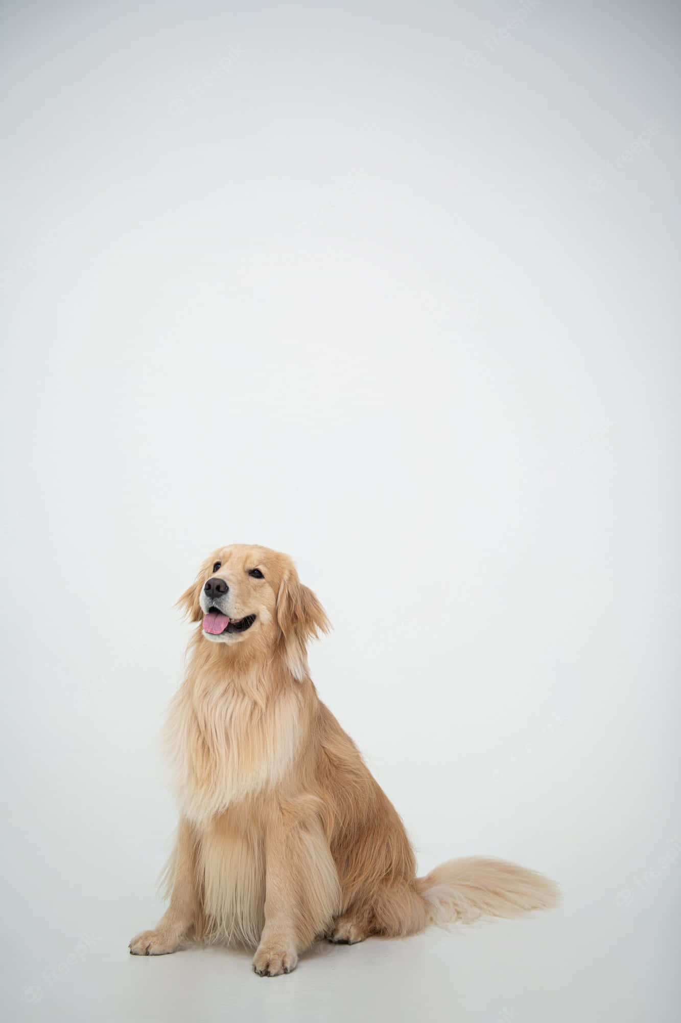 黃金獵犬 桌布 壁紙 — 一隻黃金獵犬在純白色背景前冷靜地坐著，表情開心，舌頭伸出。