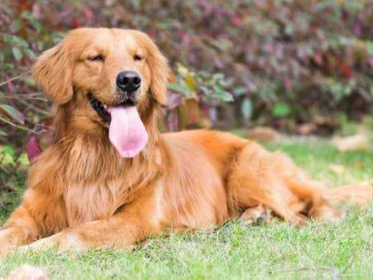 黃金獵犬 桌布 壁紙 — 一隻黃金獵犬在綠色草地上開心地躺著，伸出舌頭，背景是模糊的秋葉。