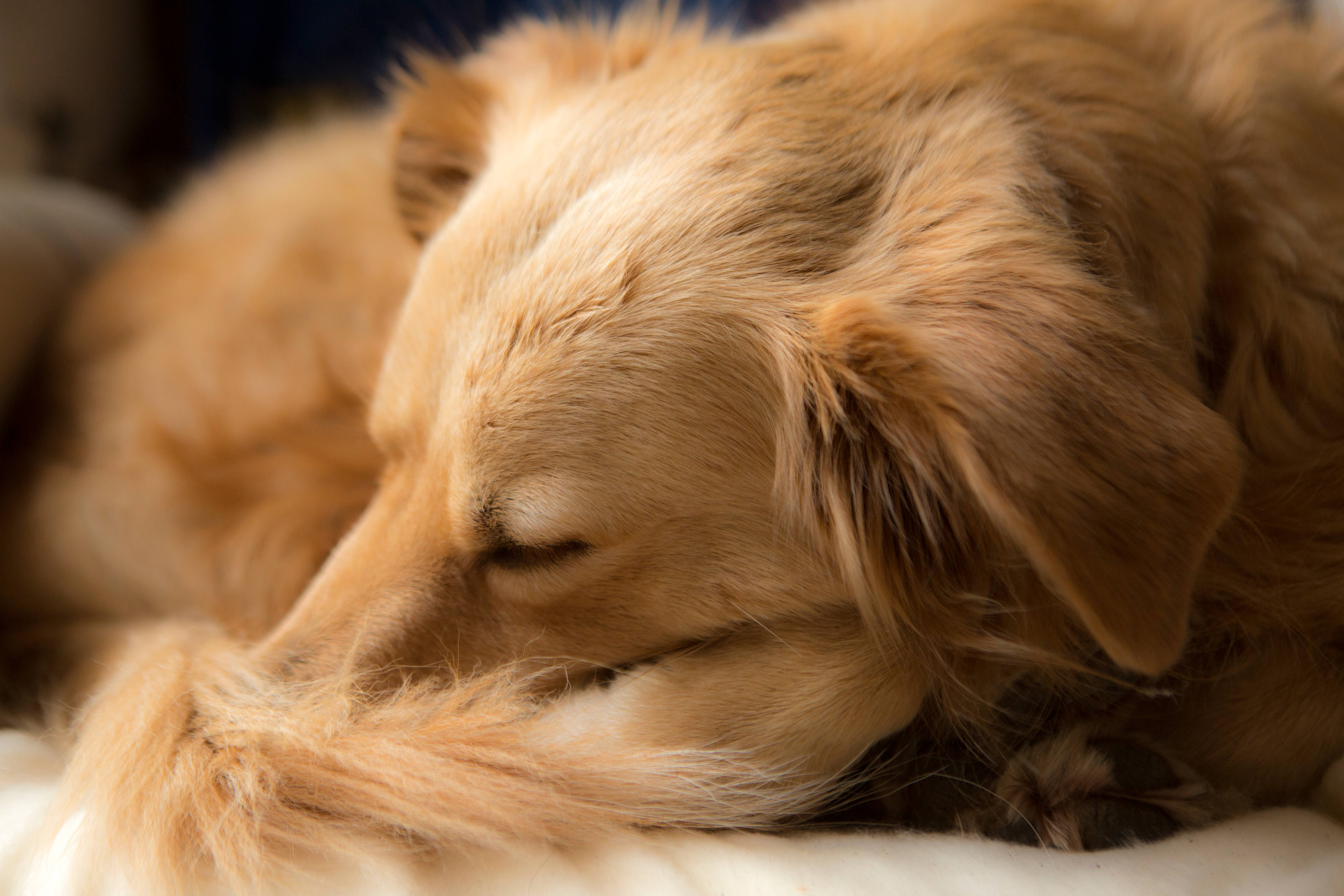黃金獵犬 桌布 壁紙 — 一隻黃金獵犬在舒適的室內環境中，頭枕在柔軟的白色毛毯上安詳地睡覺。