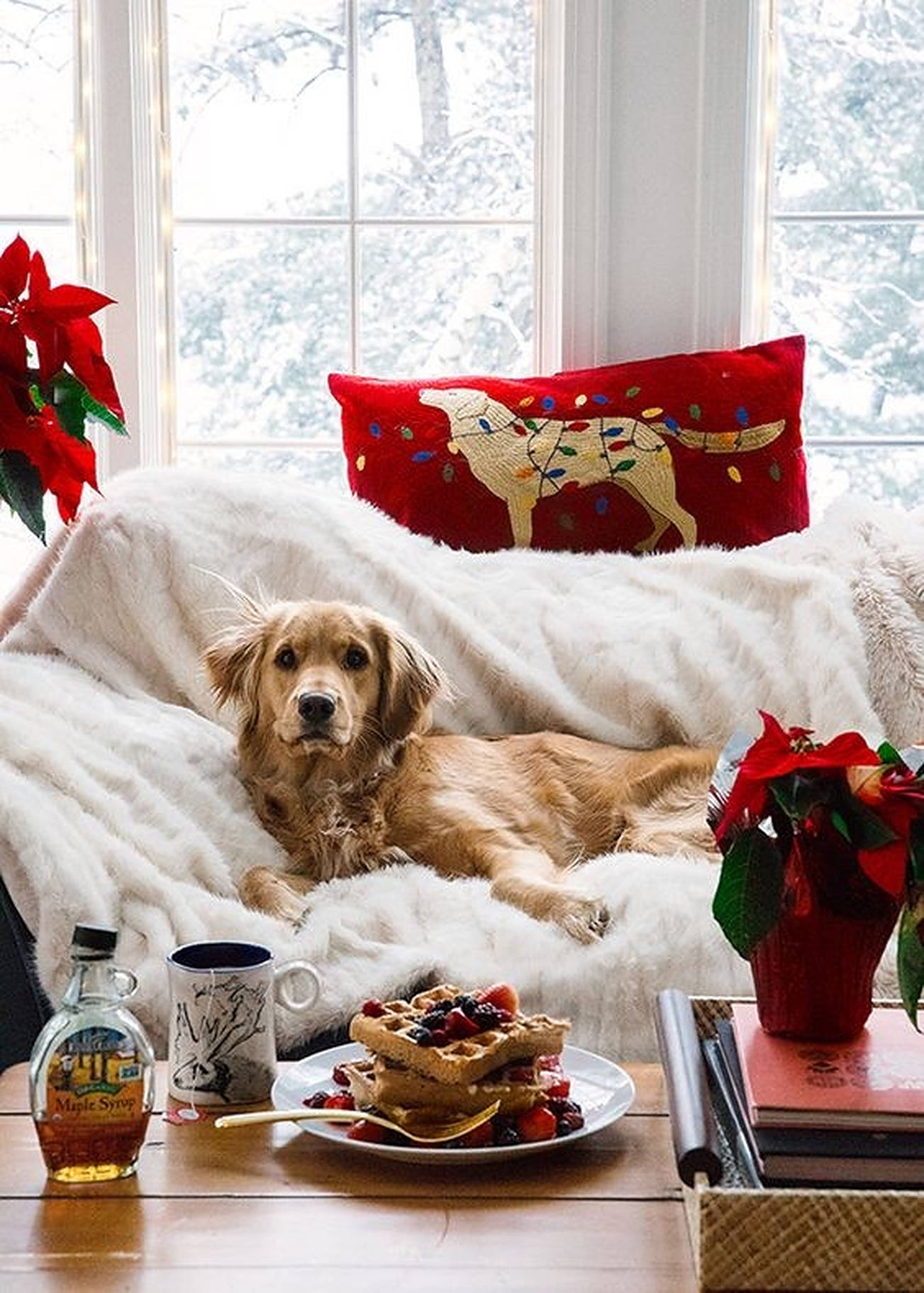 Cozy 桌布 壁紙 — 一隻黃金獵犬在舒適的白色毛毯上休息，旁邊放著一盤配有莓果和楓糖漿的鬆餅，靠近一個積雪的窗戶。