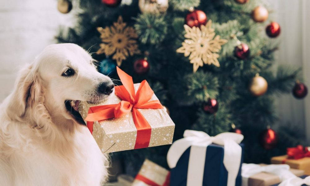 Presents 桌布 壁紙 — 一隻黃金獵犬在裝飾好的聖誕樹前，輕輕地叼著一個綁著紅色蝴蝶結的禮物盒。