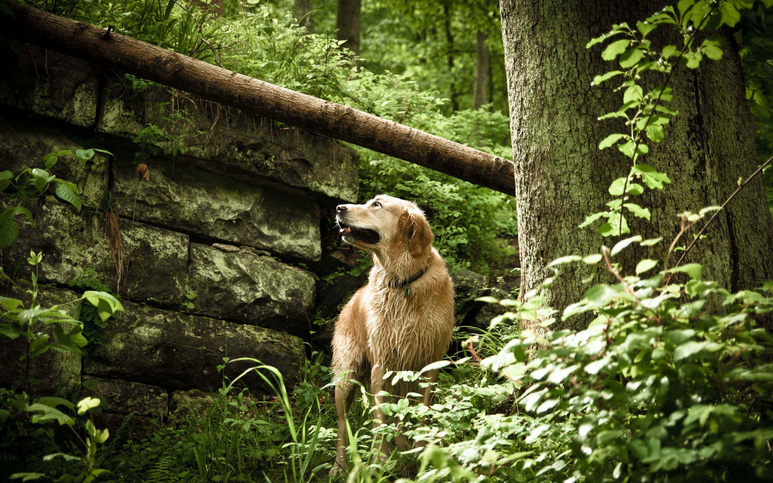 狗 桌布 壁紙 — 一隻黃金獵犬在陽光明媚的森林空地中警覺地站立，旁邊是長滿苔蘚的石牆和倒下的圓木。