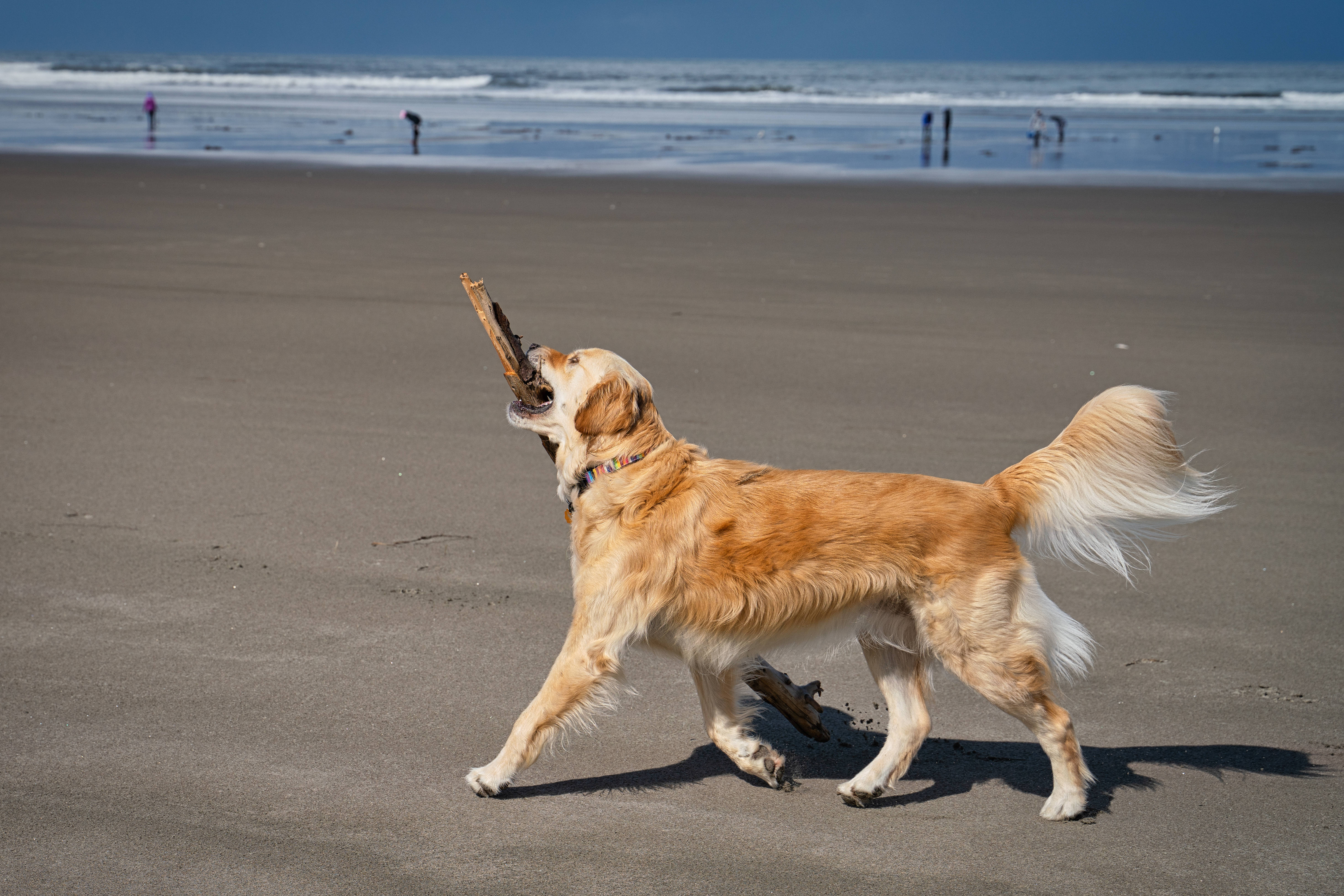 黃金獵犬 桌布 壁紙 — 一隻黃金獵犬在陽光明媚的海灘上快樂地奔跑，嘴裡叼著一根樹枝，背景有海浪和遠處的人們。