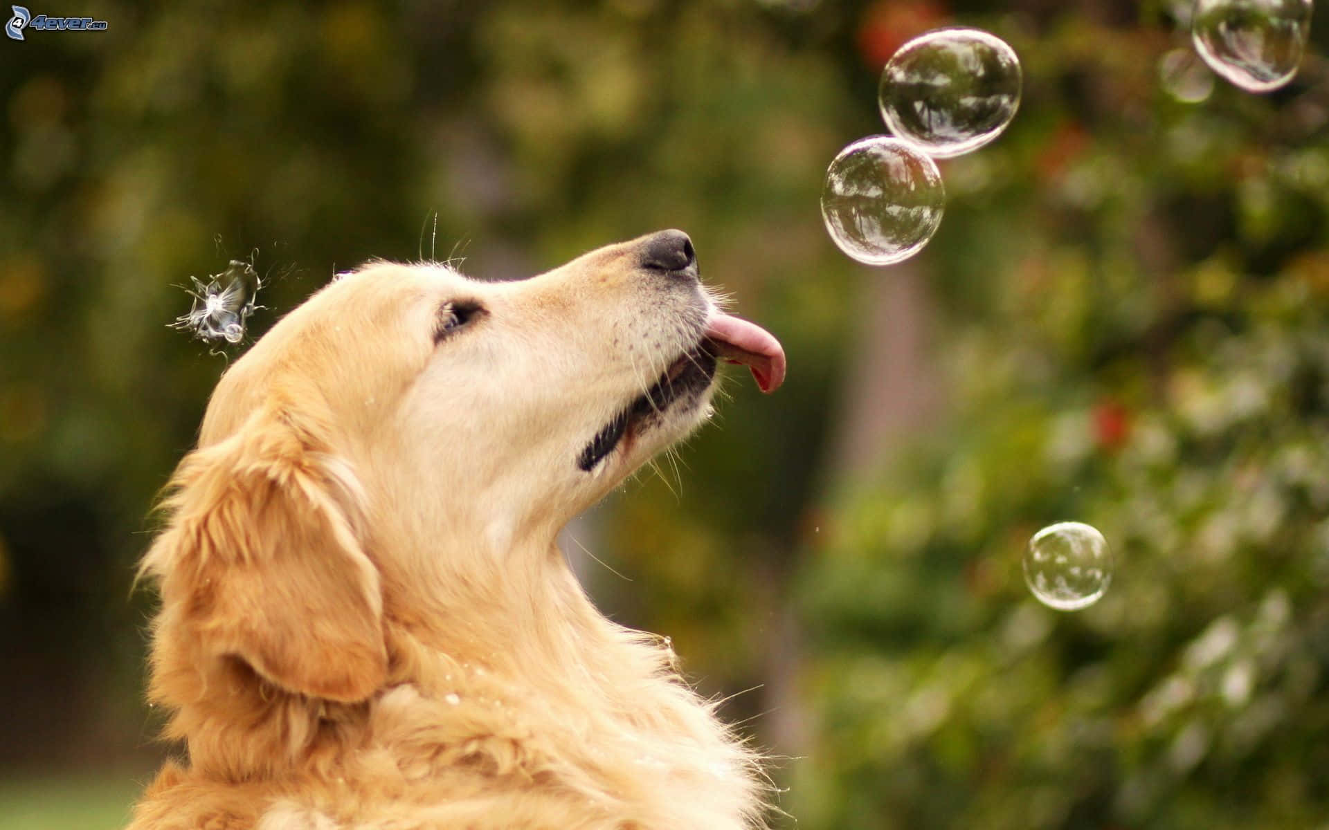 黃金獵犬 桌布 壁紙 — 一隻黃金獵犬在陽光明媚的花園中，頑皮地舔著爆裂的肥皂泡，周圍是綠色的樹葉。