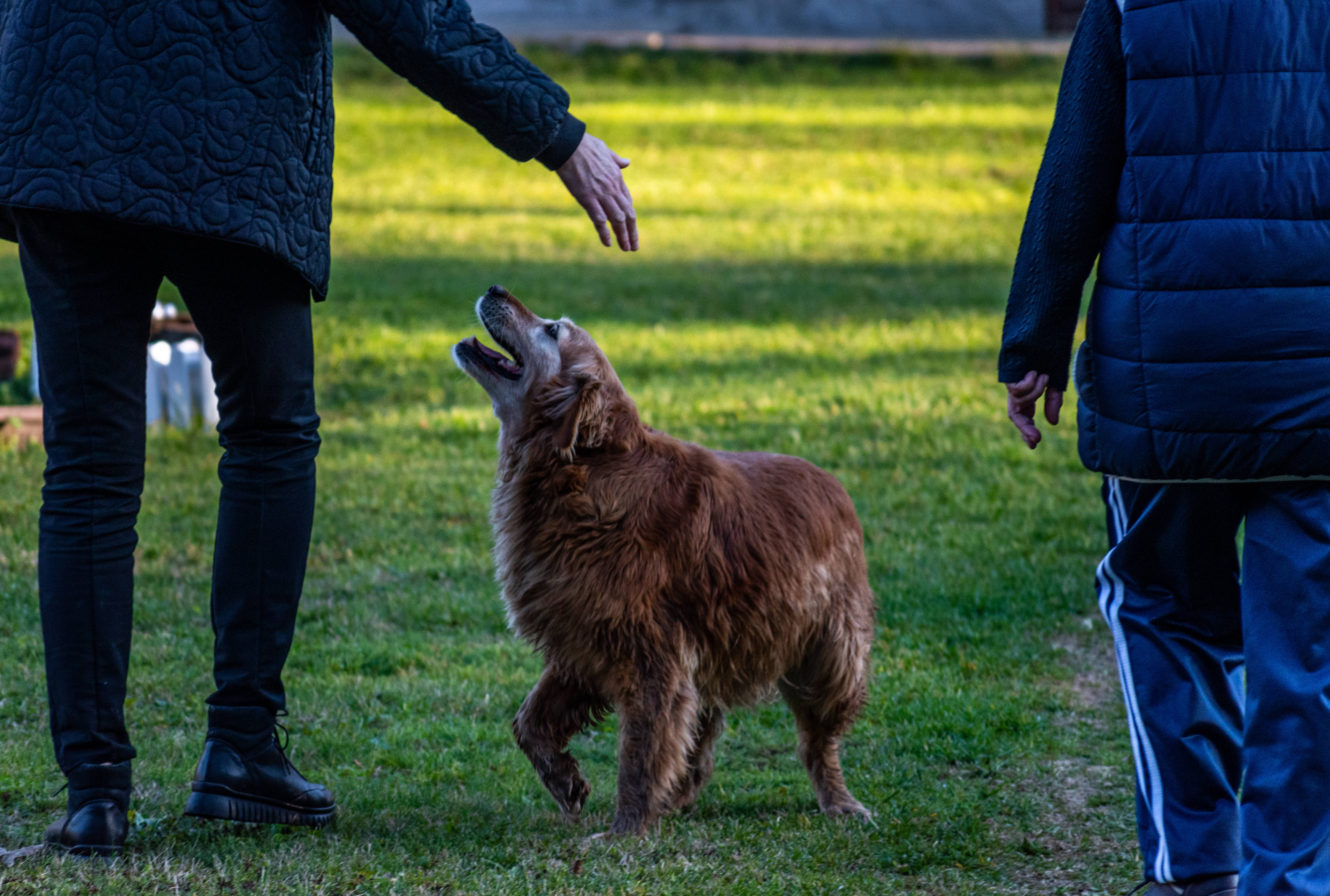 Serbia 桌布 壁紙 — 一隻黃金獵犬在陽光明媚的草地上，快樂地跳向一個人伸出的手。
