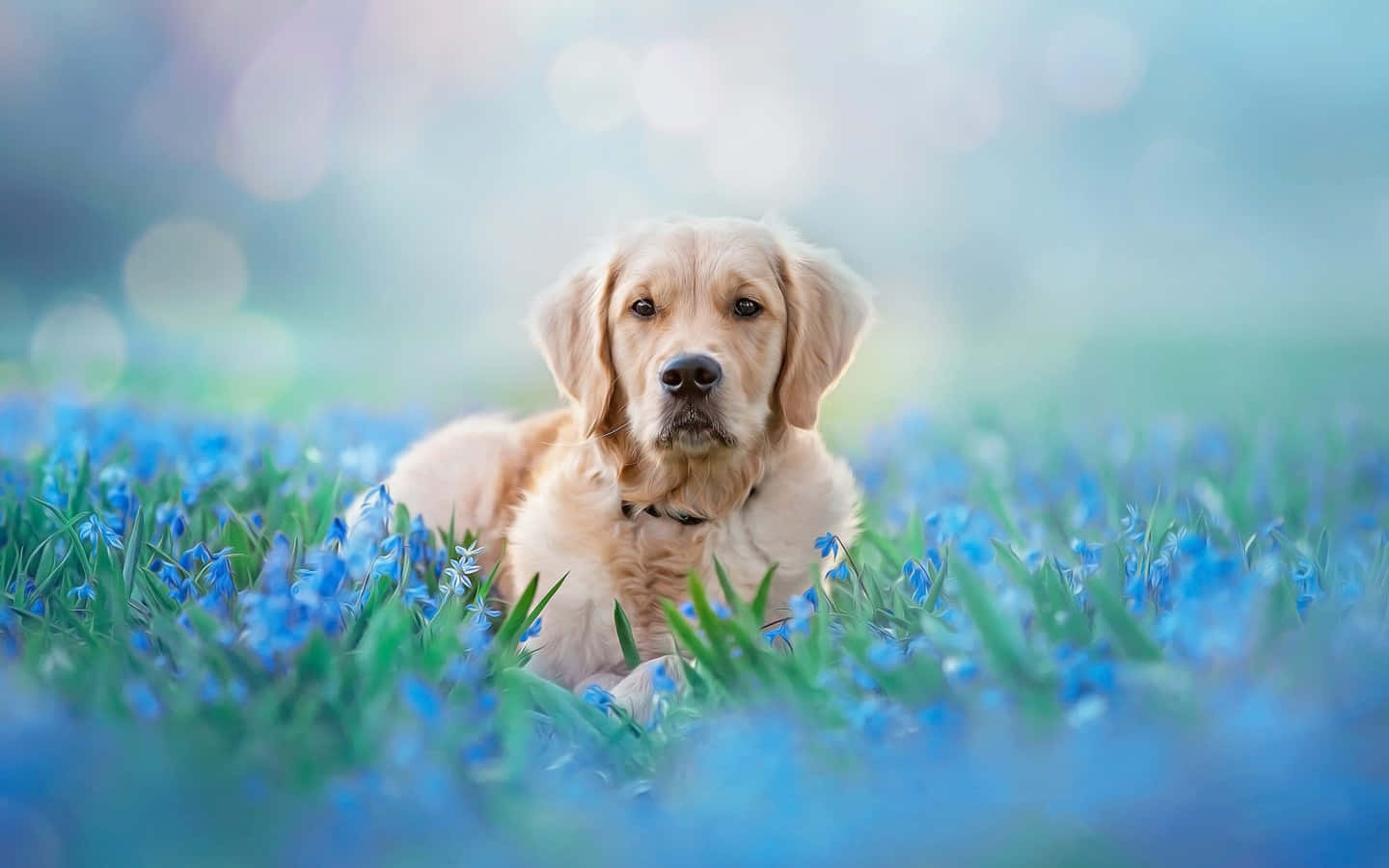 黃金獵犬 桌布 壁紙 — 一隻黃金獵犬在陽光明媚的草地上，在鮮豔的藍色花朵間平靜地休息，背景柔和散景。