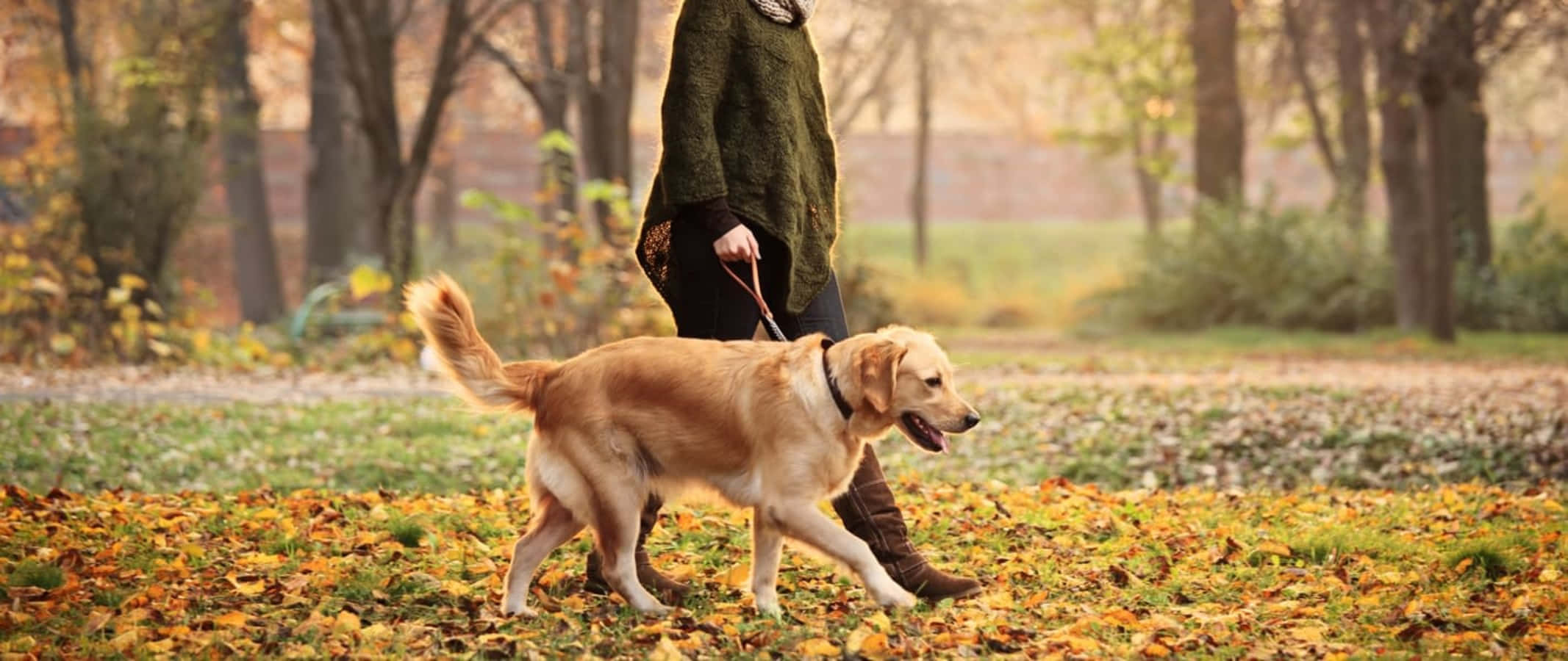 狗 桌布 壁紙 — 一隻黃金獵犬在陽光普照、鋪滿落葉的秋日公園裡快樂地拖著狗繩散步。
