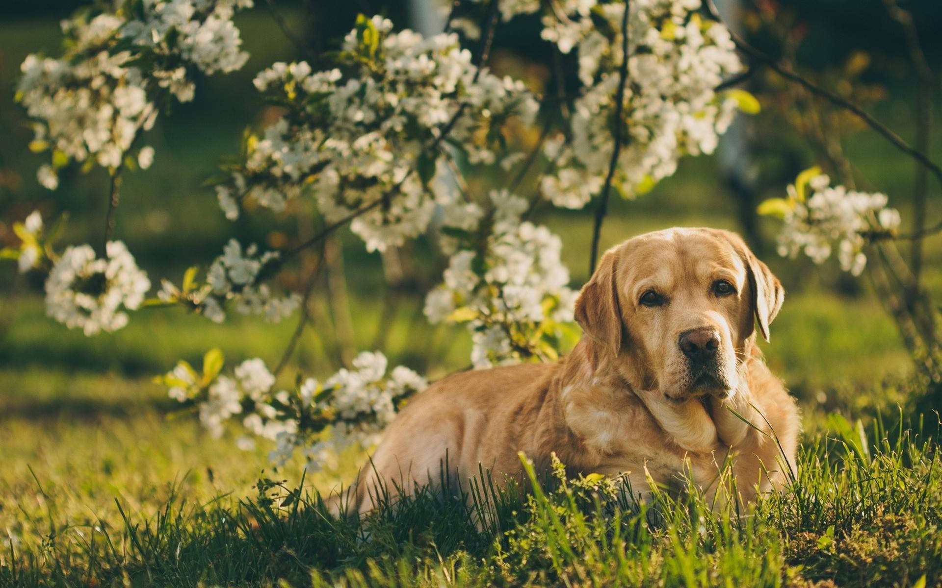 Labrador 桌布 壁紙 — 一隻黃金獵犬在陽光普照的草地上，於一棵盛開白花的樹下安然休息。