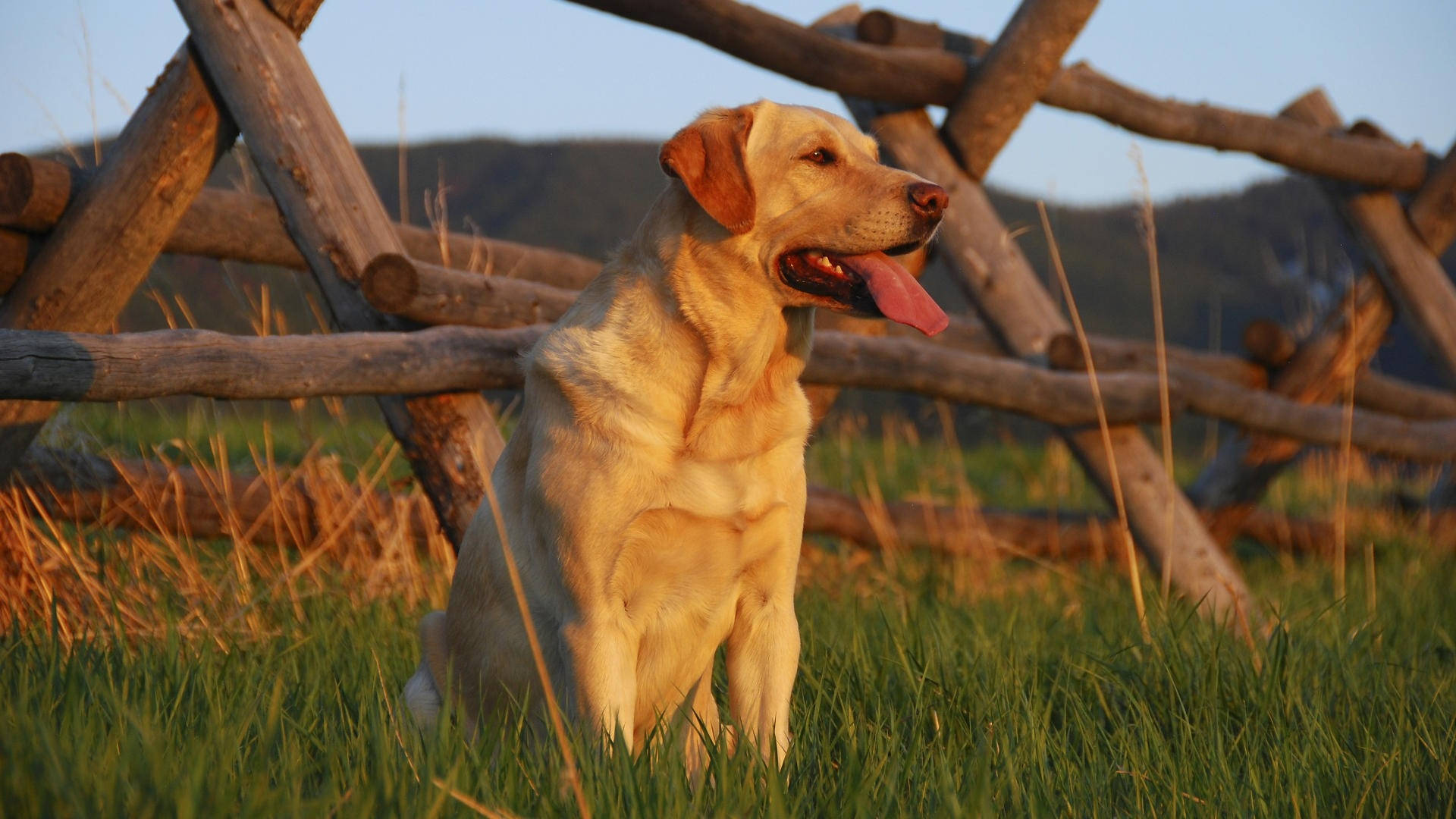 Labrador 桌布 壁紙 — 一隻黃金獵犬在黃金時刻坐在高草叢中，旁邊是質樸的木柵欄，喘著氣。