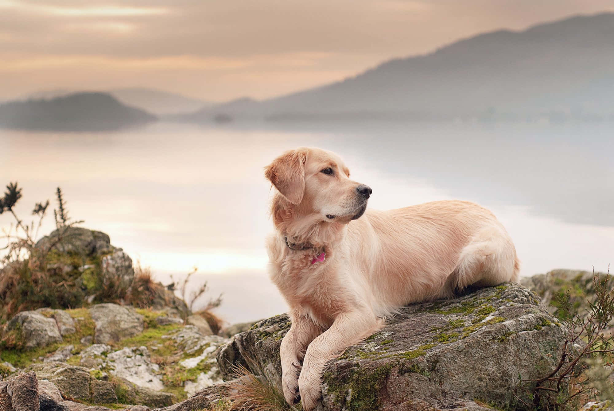 黃金獵犬 桌布 壁紙 — 一隻黃金獵犬在黎明時分，在長滿青苔的石頭上安靜地休息，俯瞰著霧氣瀰漫的湖泊和遠山。