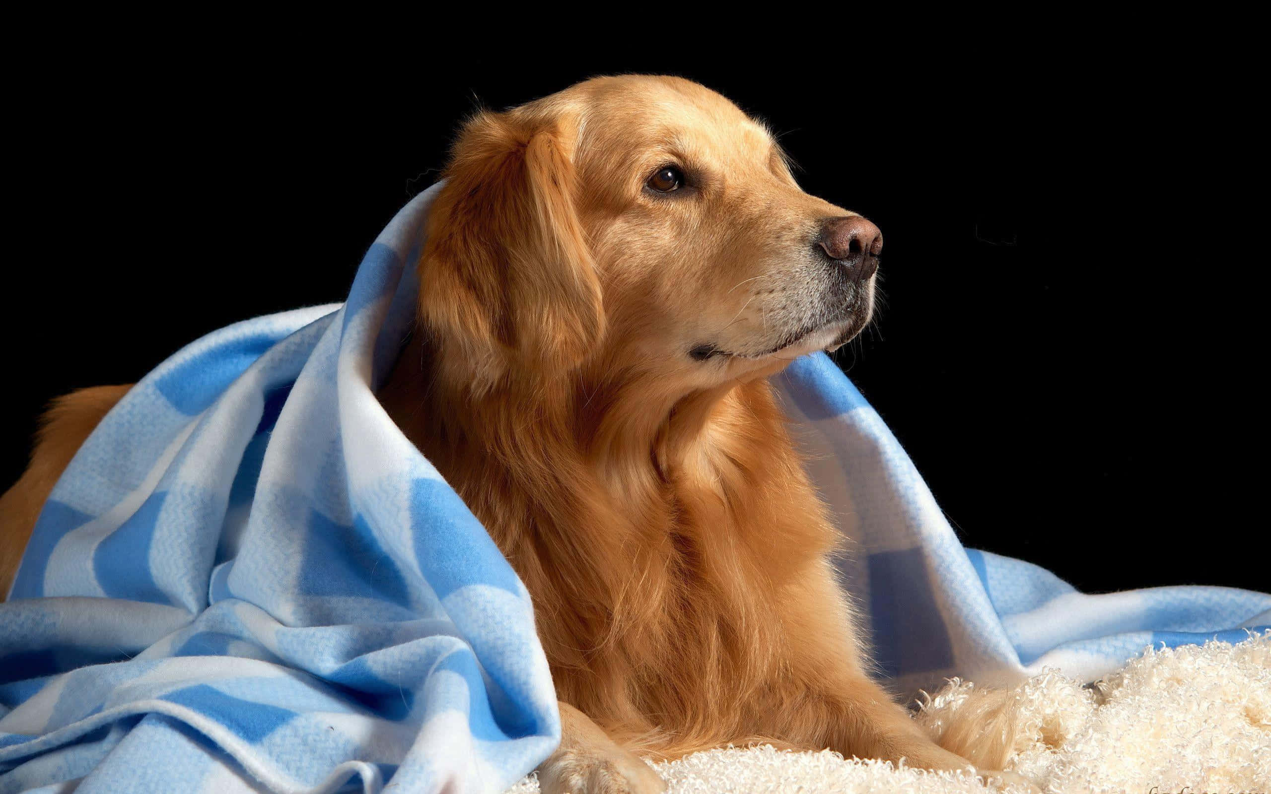 黃金獵犬 桌布 壁紙 — 一隻黃金獵犬在黑色背景前，被藍白格紋毯包裹著，安靜地休息。