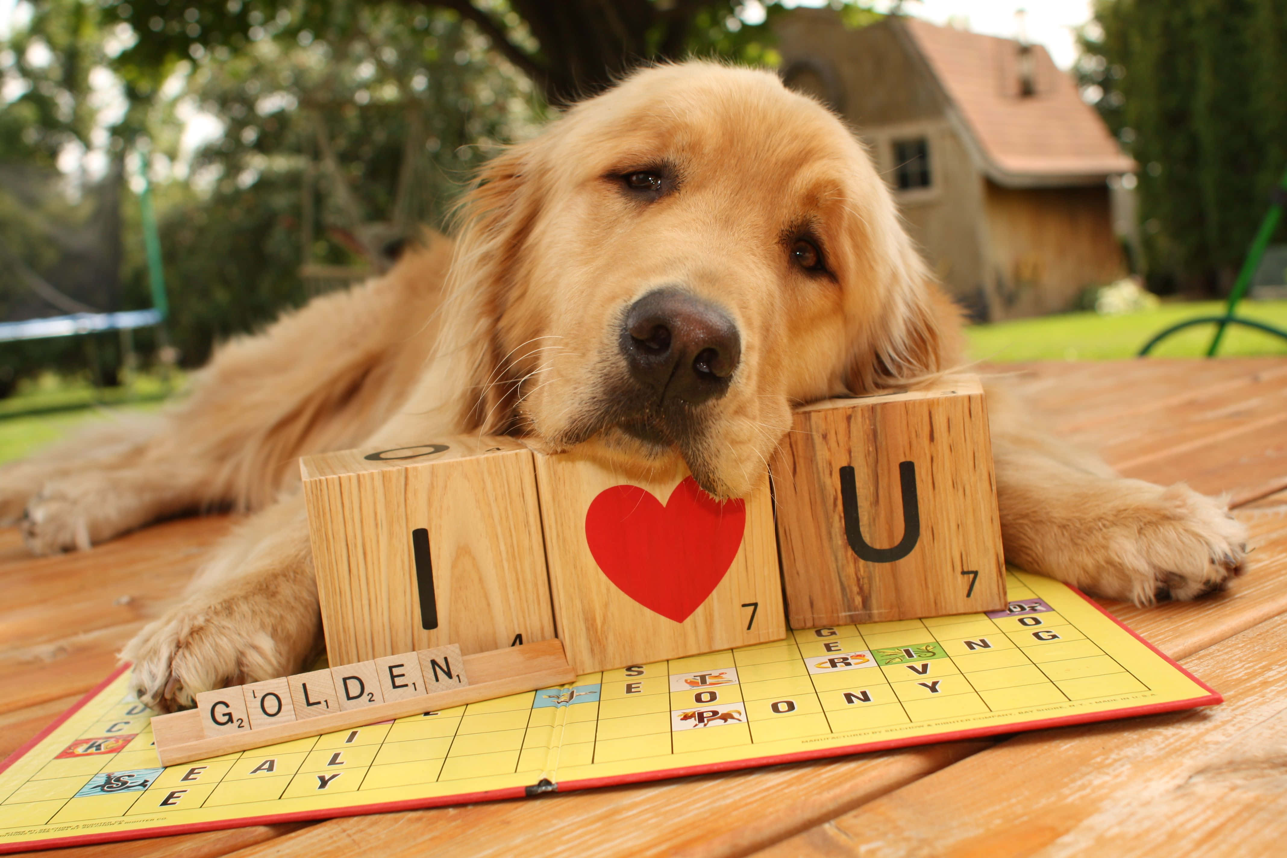 黃金獵犬 桌布 壁紙 — 一隻黃金獵犬將頭放在戶外 Scrabble 板上拼出「I ❤️ U」的木塊上。