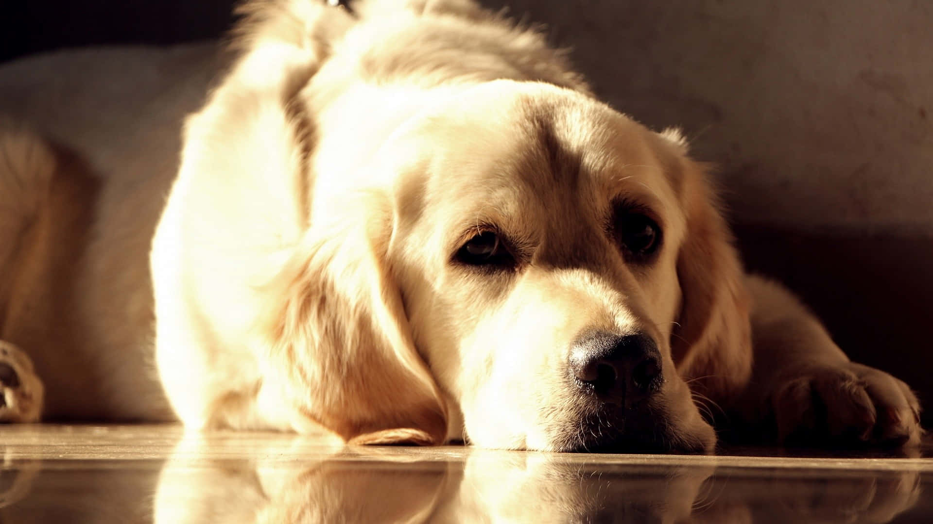 Yellow Labrador 桌布 壁紙 — 一隻黃金獵犬將頭靠在反射地板上，地板沐浴在窗戶照射進來的溫暖金色光線中。