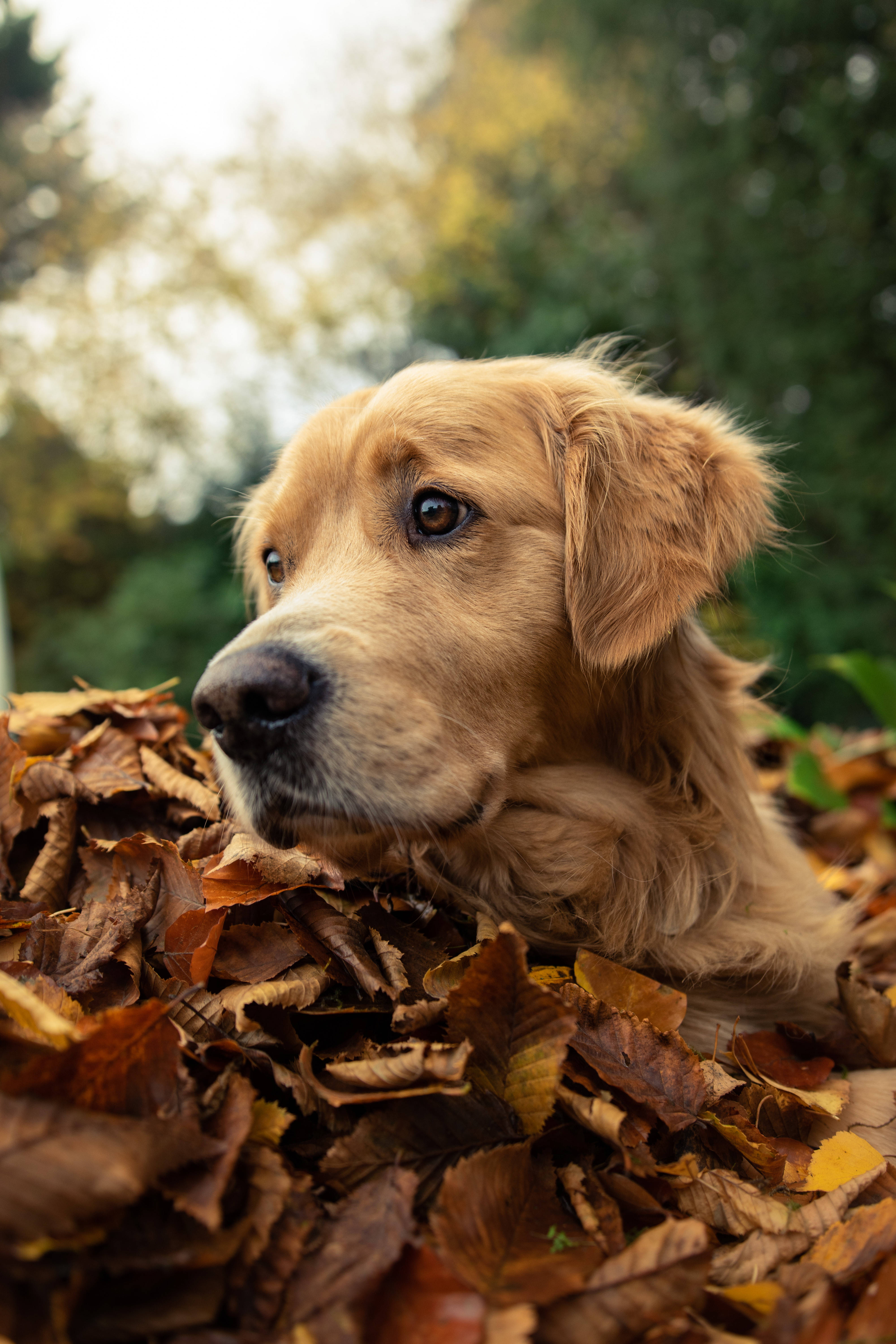 黃金獵犬 桌布 壁紙 — 一隻黃金獵犬將頭靠在秋天的落葉堆中，背景是柔焦的樹木。