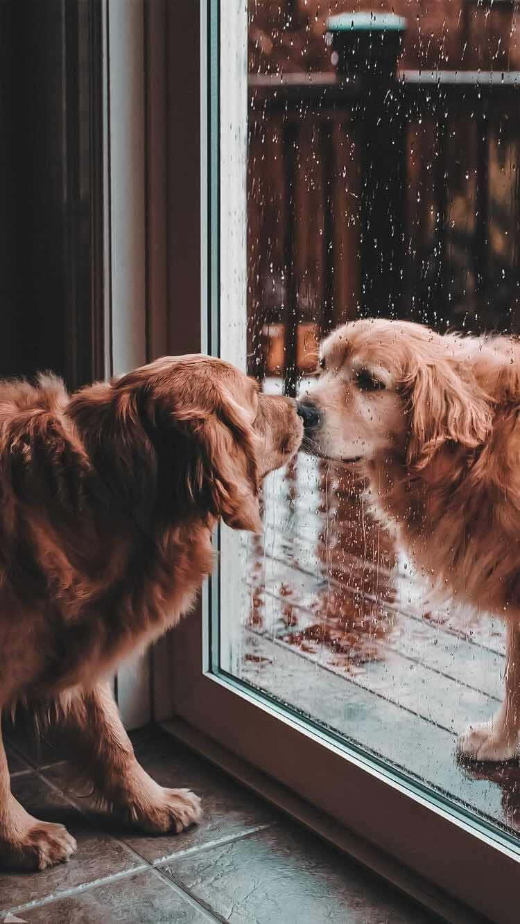 Dog Aesthetic 桌布 壁紙 — 一隻黃金獵犬將鼻子貼在佈滿雨點的窗戶上，凝視著外面濕漉漉的木甲板上自己的倒影。
