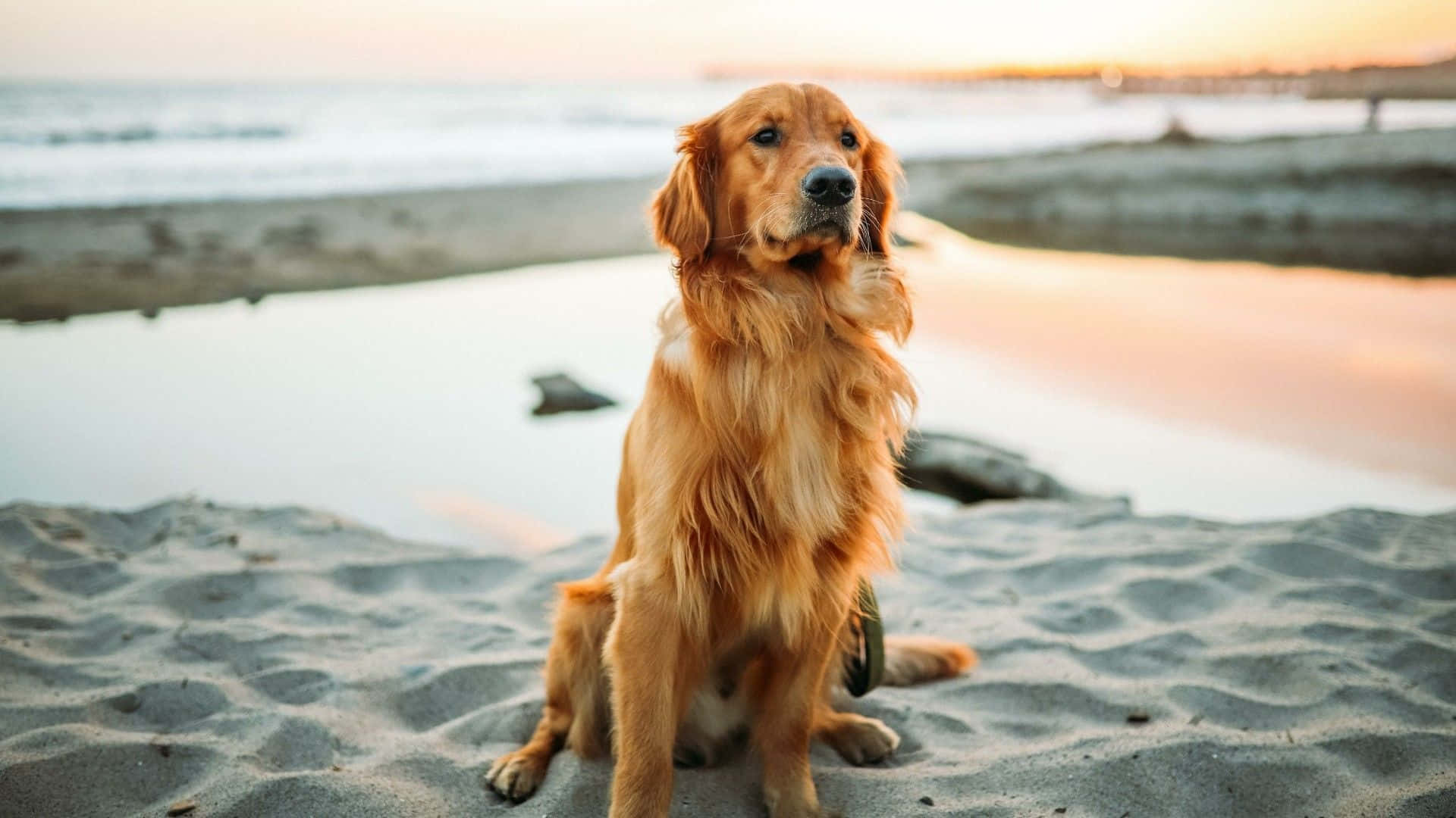 黃金獵犬 桌布 壁紙 — 一隻黃金獵犬專注地坐在沙灘上，溫暖的夕陽光芒將海洋和海岸線沐浴在柔和的橙色色調中。