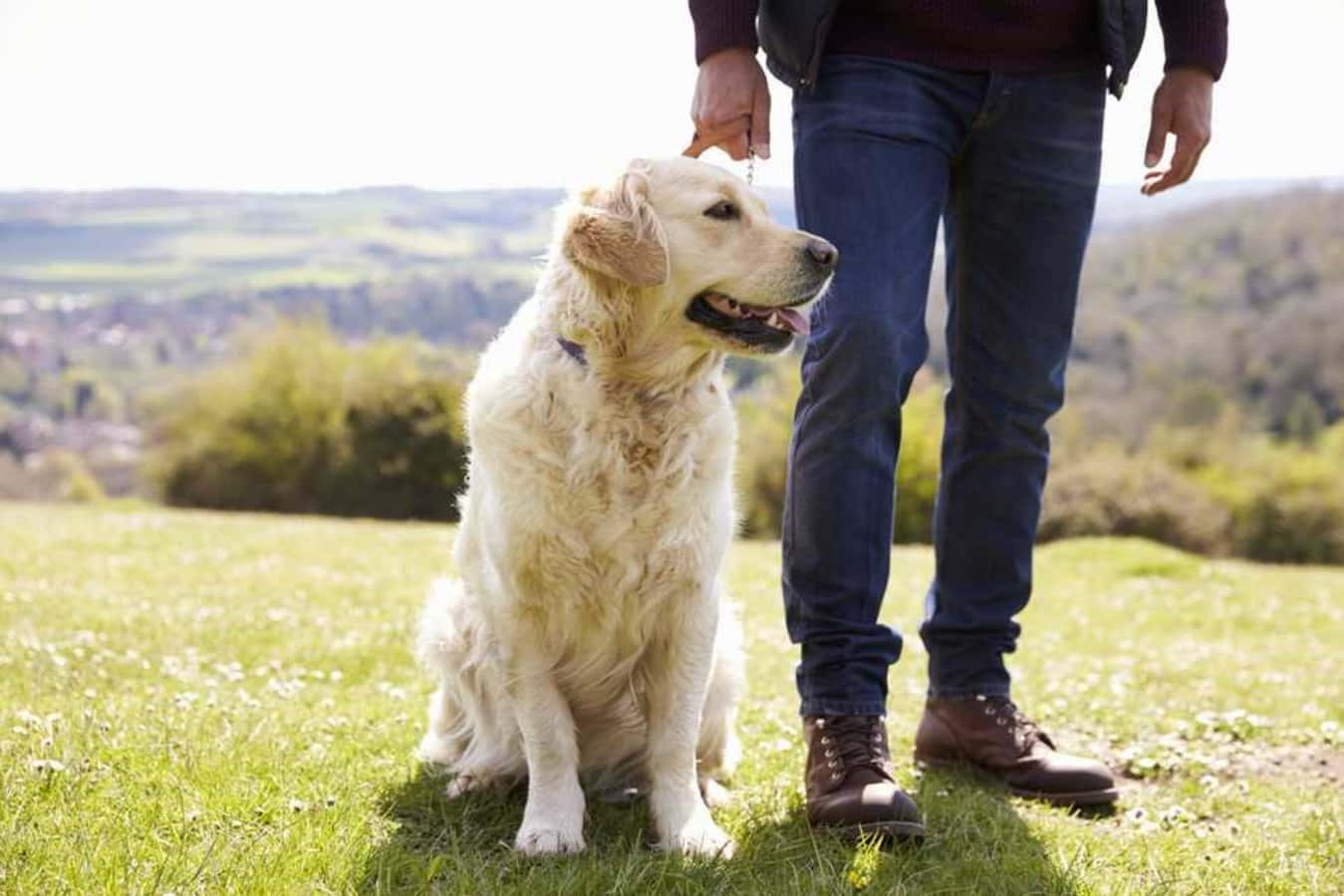 Dog Walking 桌布 壁紙 — 一隻黃金獵犬專注地坐在陽光普照的草地上，旁邊有人牽著牠的狗繩，背景是連綿起伏的山丘。